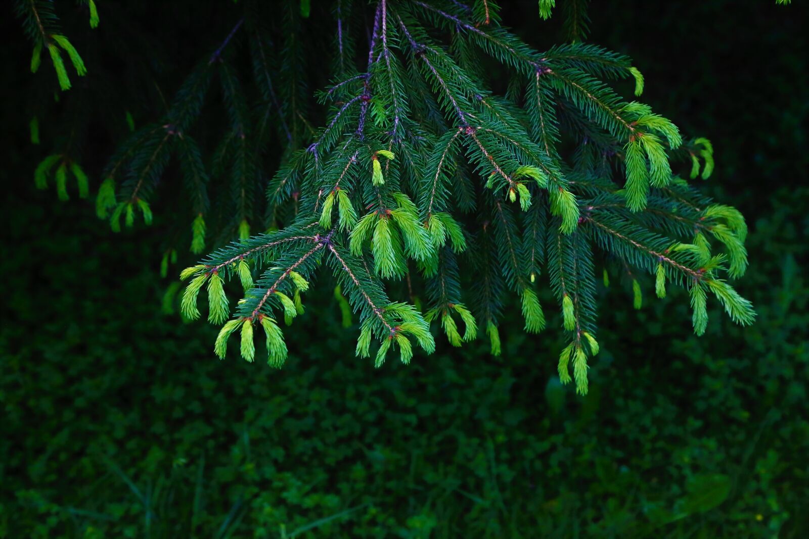 Canon EF 24-105mm F4L IS USM sample photo. Sprouts, tree, pine photography
