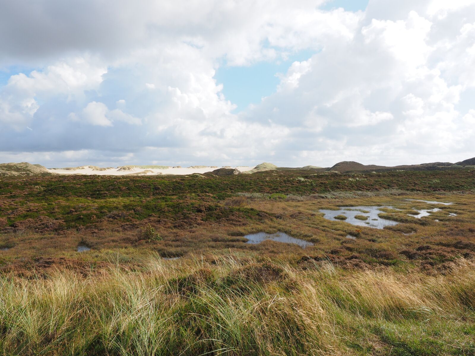 Olympus OM-D E-M1 + Olympus M.Zuiko Digital ED 12-40mm F2.8 Pro sample photo. Heathland, dunes, peat bog photography
