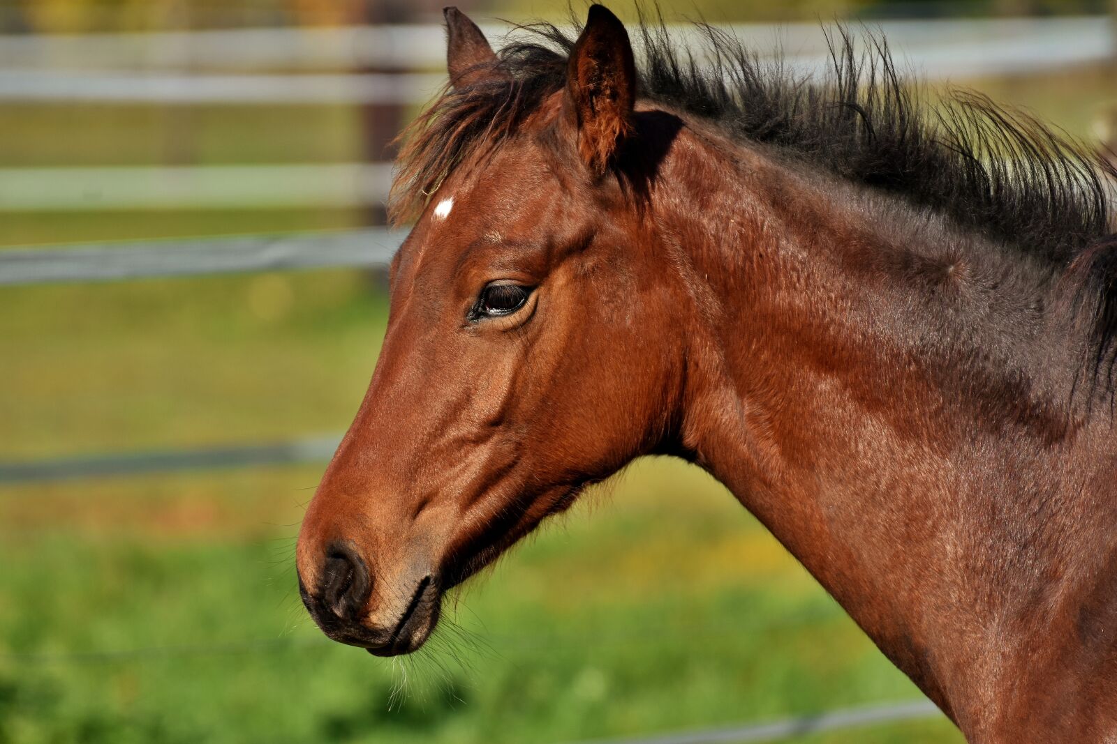 Nikon D7200 sample photo. Foal, horse, small horse photography
