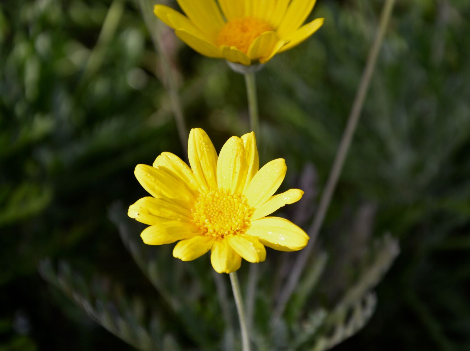 Nikon D5200 sample photo. Flower, yellow, petals photography
