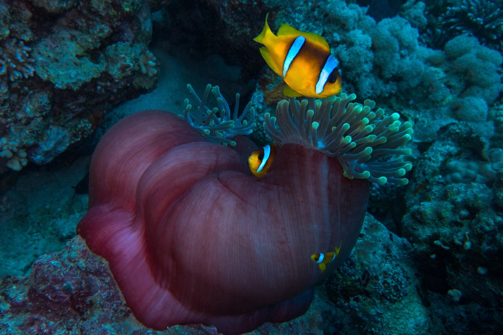Sony Cyber-shot DSC-RX100 II sample photo. Clown anemonefish, diving, egypt photography