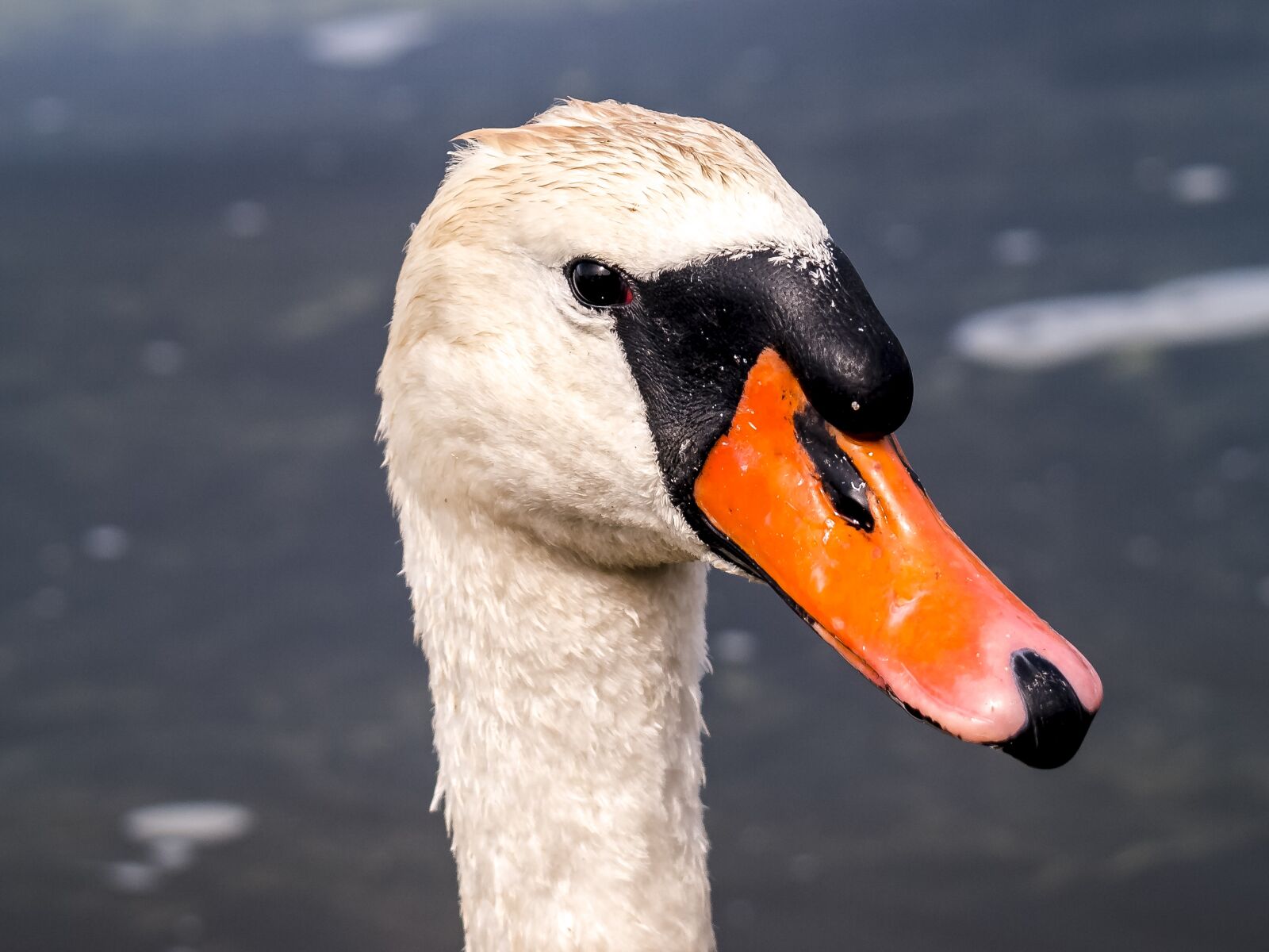 Olympus E-3 sample photo. Swan, mute swan, bird photography
