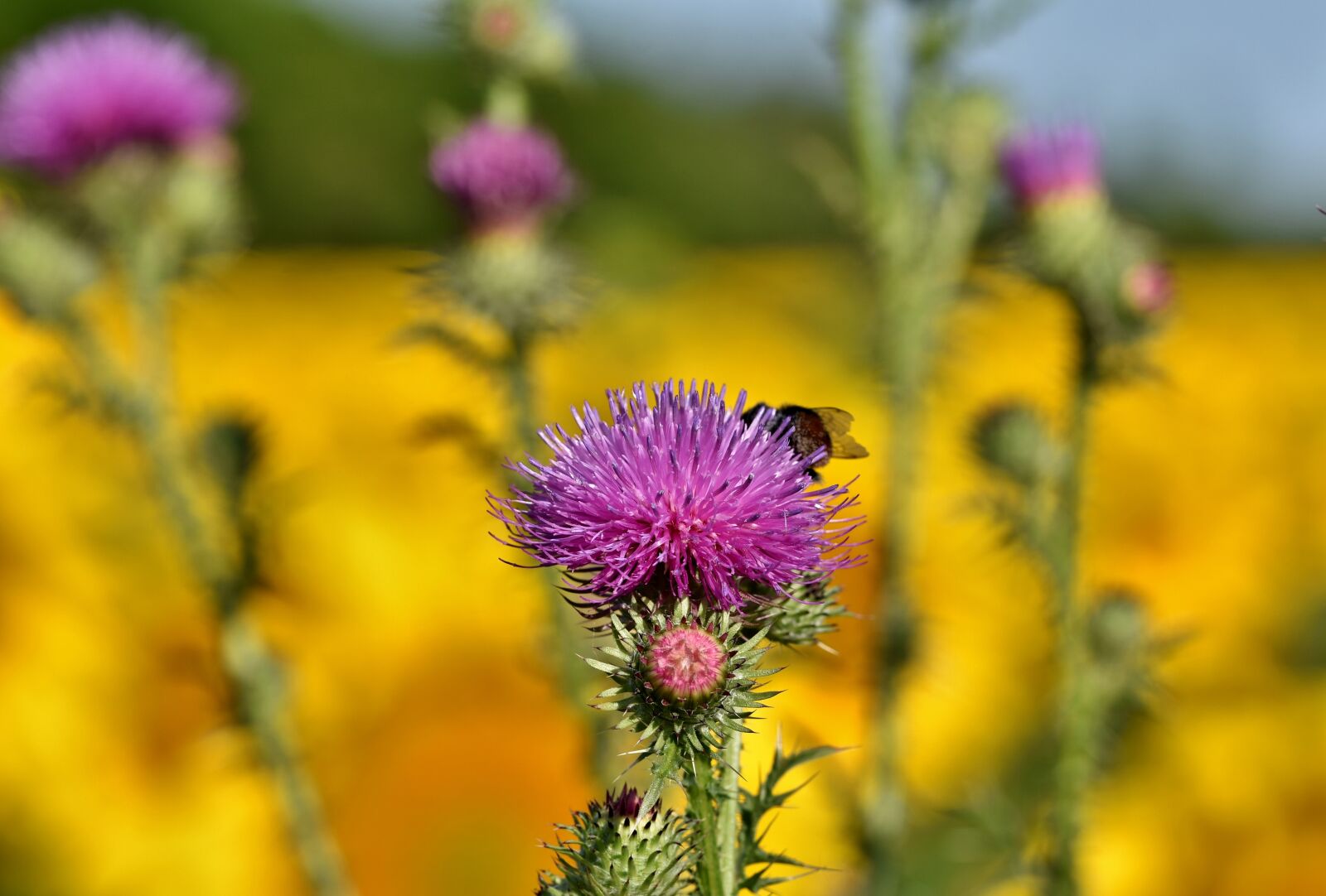 Nikon D7200 sample photo. Flower, thistle, prickly photography