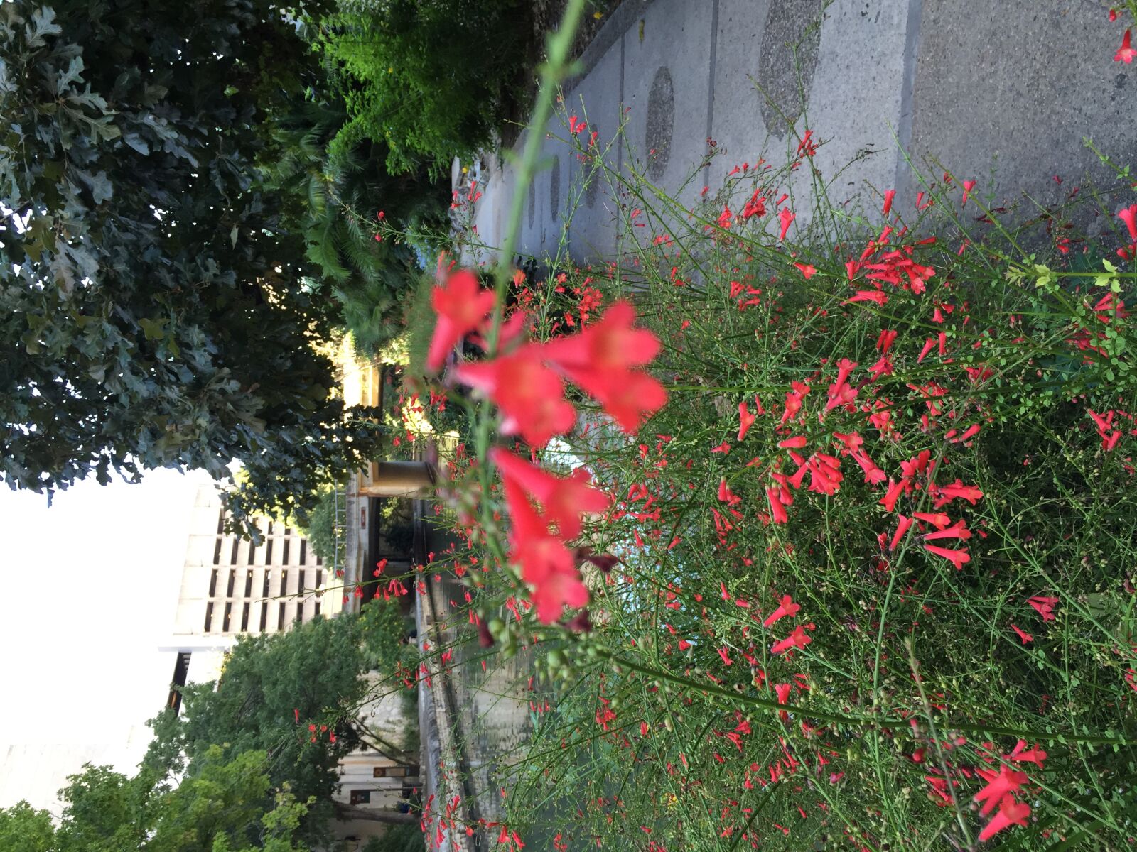 iPhone 6 Plus back camera 4.15mm f/2.2 sample photo