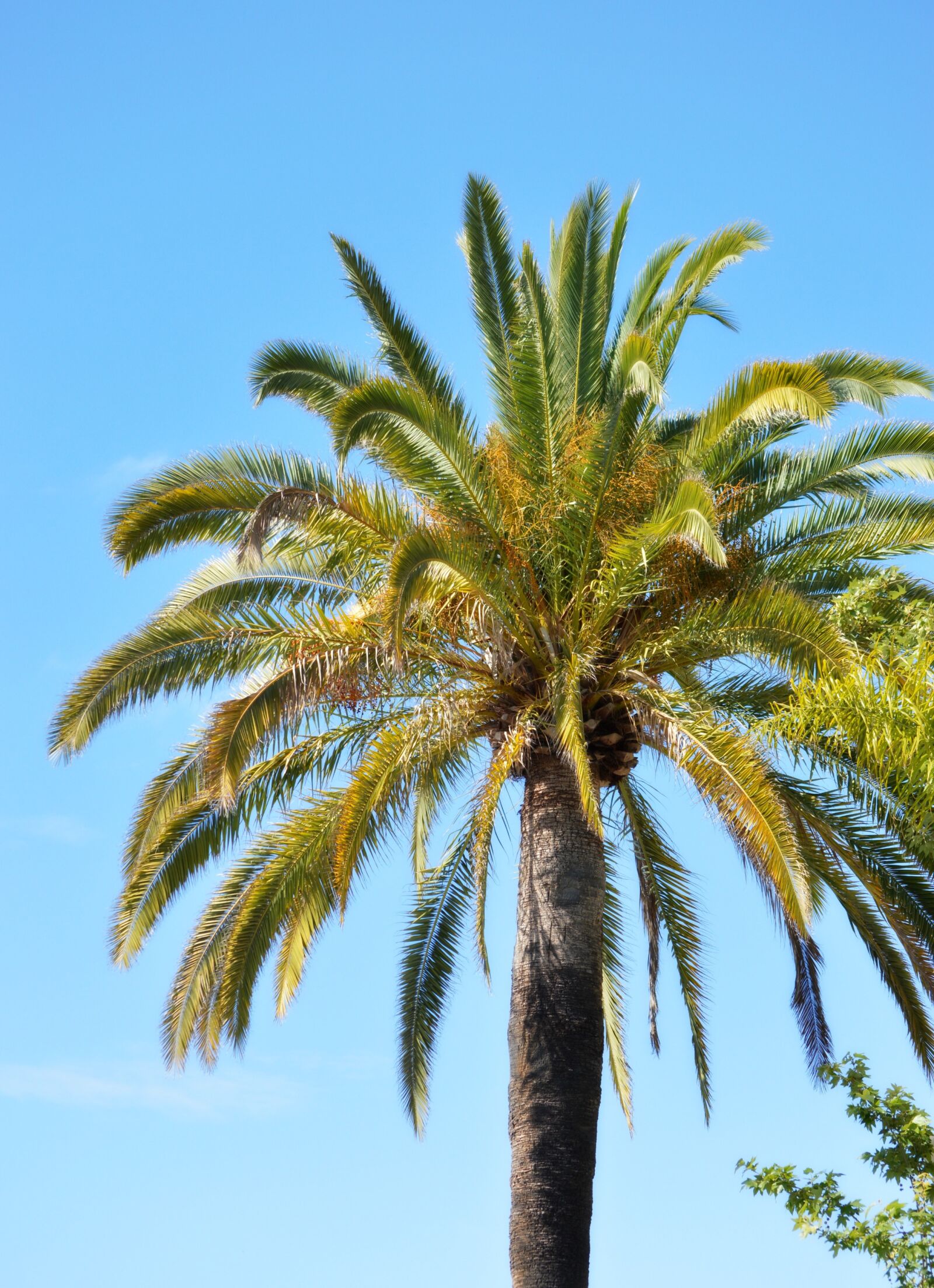 Nikon D3200 sample photo. Palm tree, tree, tropical photography