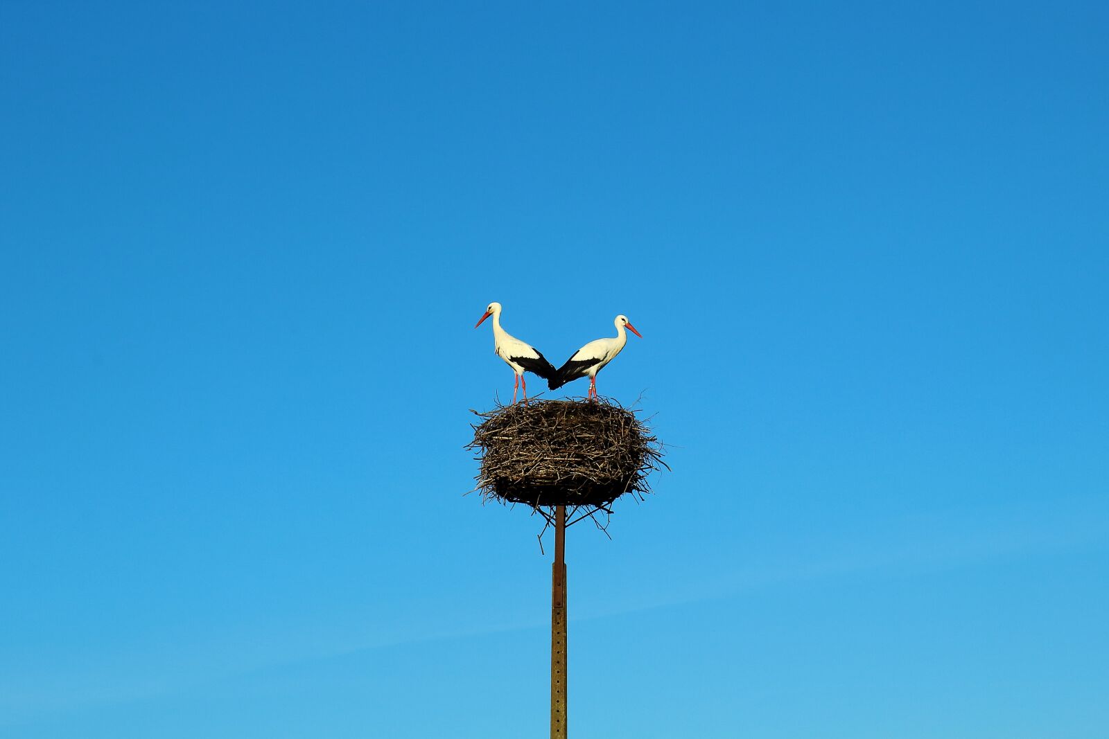 Canon EOS 1200D (EOS Rebel T5 / EOS Kiss X70 / EOS Hi) sample photo. Storks, birds, nature photography