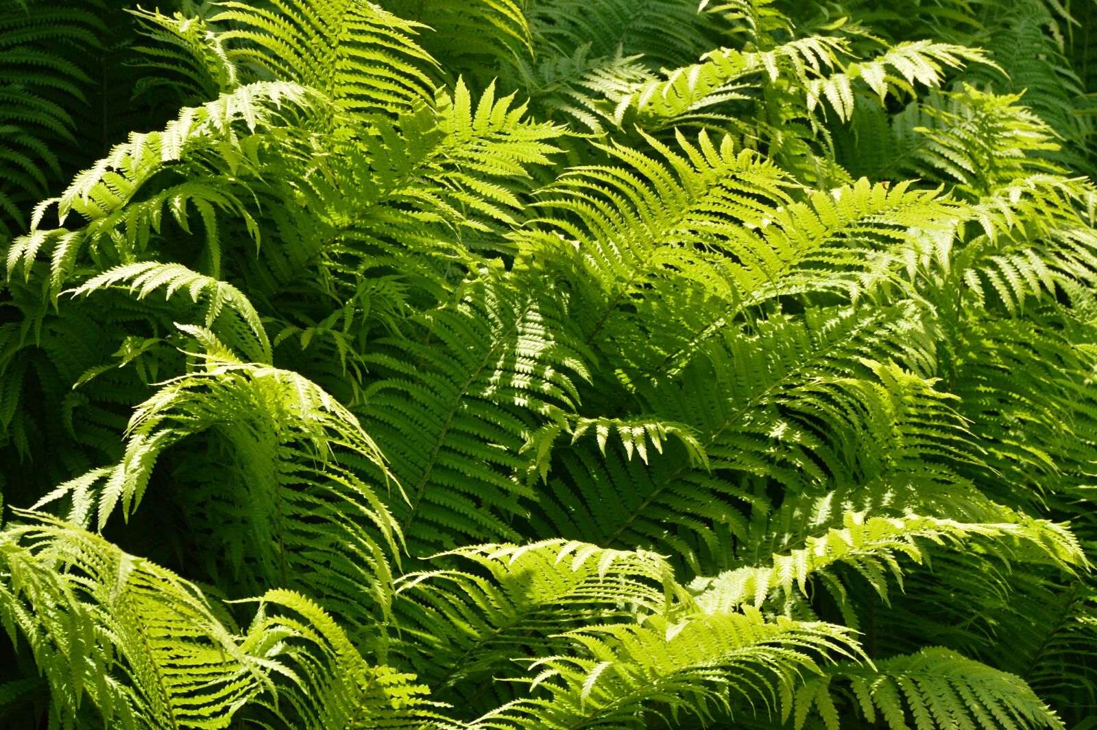 Nikon D3200 sample photo. Ferns, green stuff, sunbeam photography