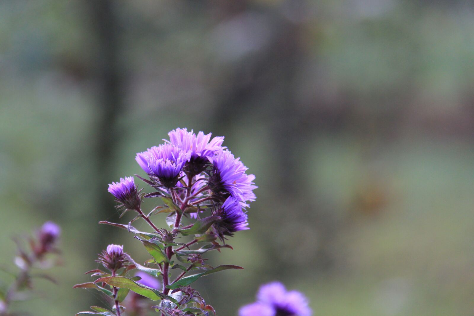 Canon EOS 60D sample photo. Flower, purple, nature photography