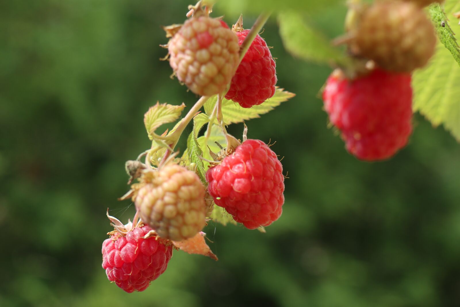 Canon EOS M6 sample photo. Summer, garden, plant photography
