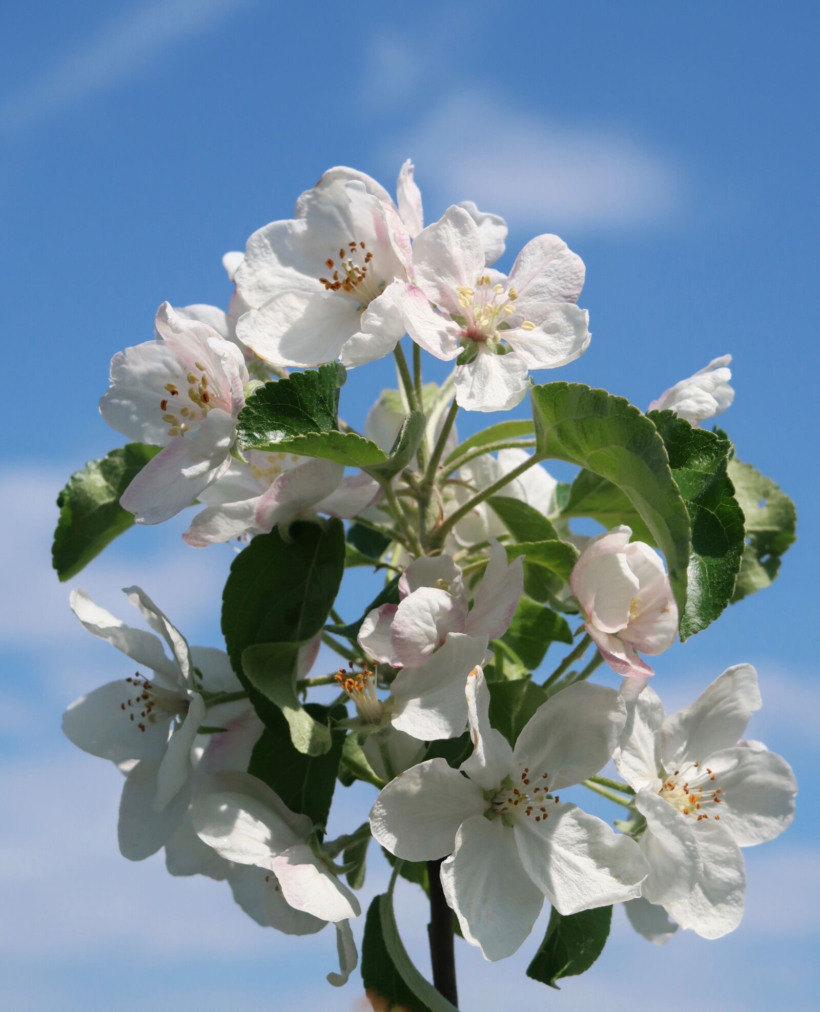 Canon PowerShot G7 X Mark II sample photo. Apple, tree, garden photography