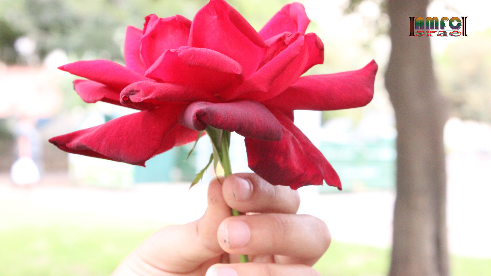 Canon EOS 600D (Rebel EOS T3i / EOS Kiss X5) sample photo. Holding, a, red, rose photography