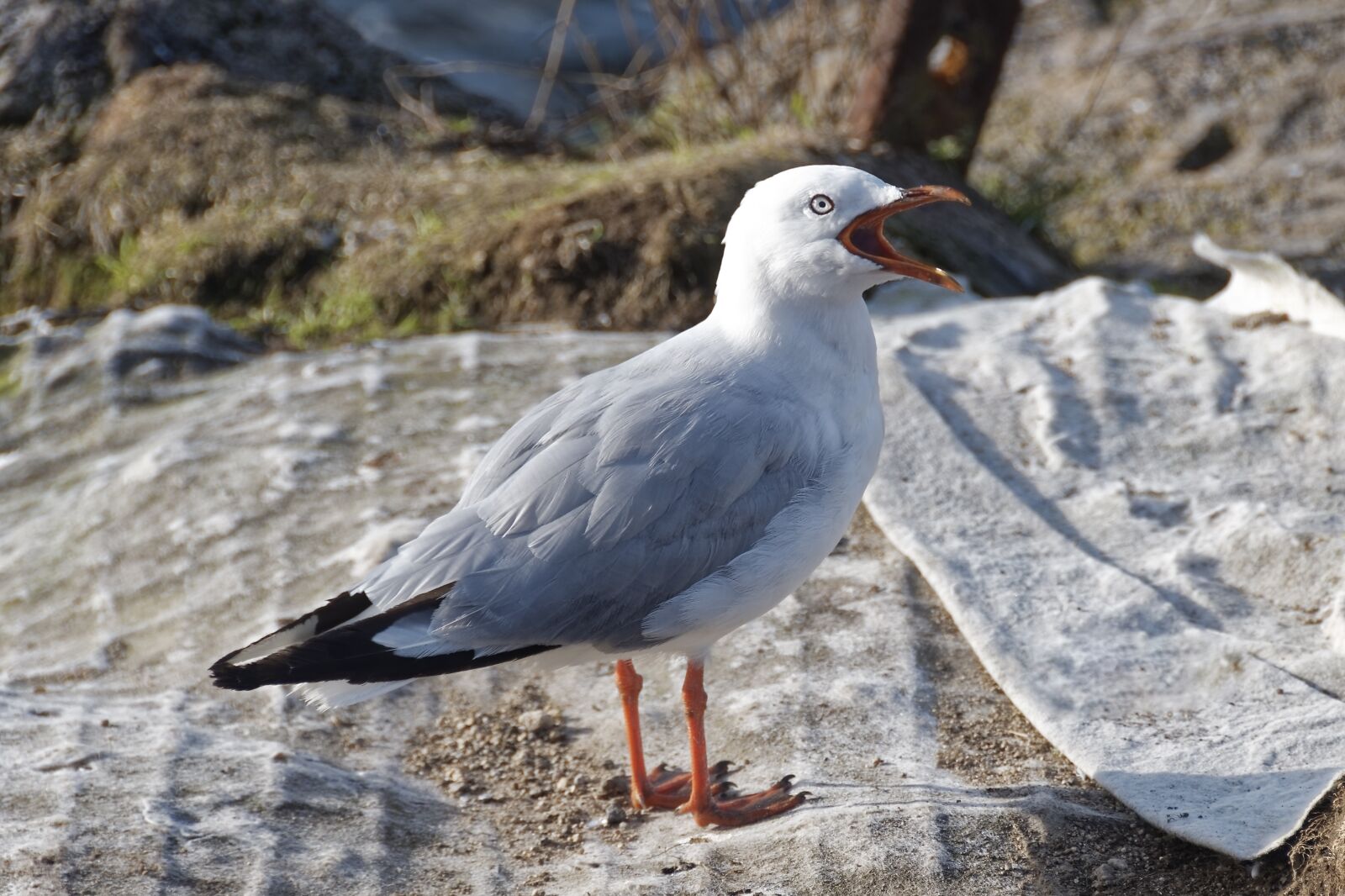 Nikon D500 sample photo. Bird, seagull, animal photography