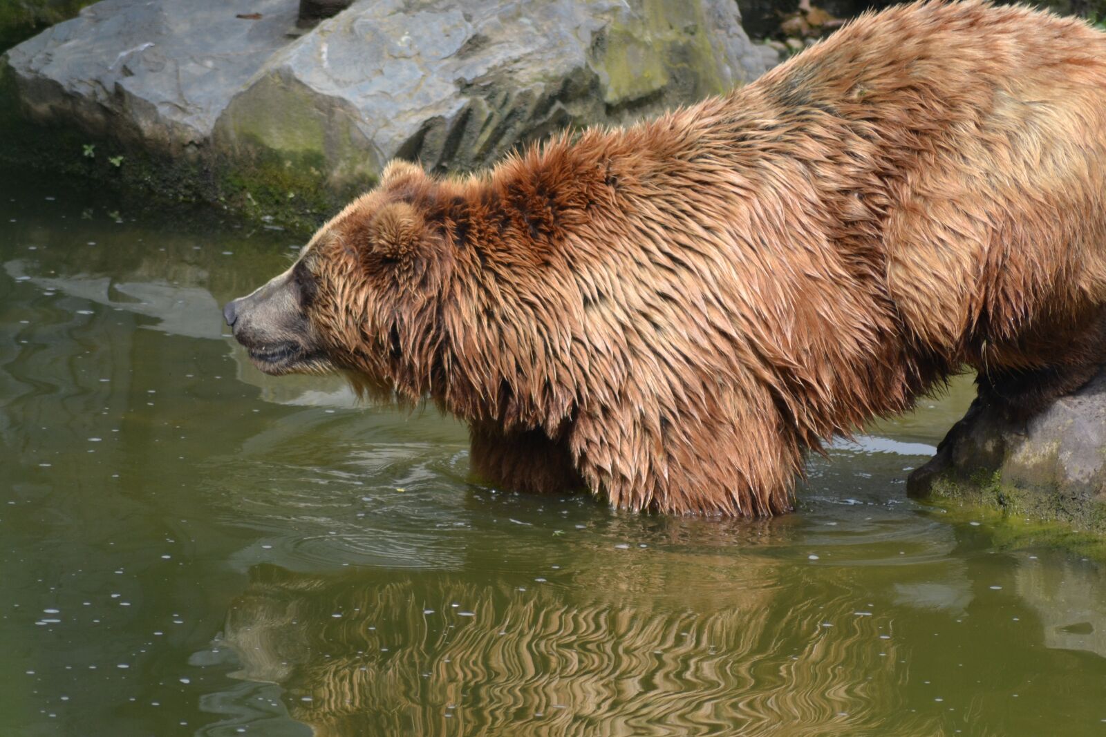 Nikon D3100 sample photo. Bear, water, nature photography