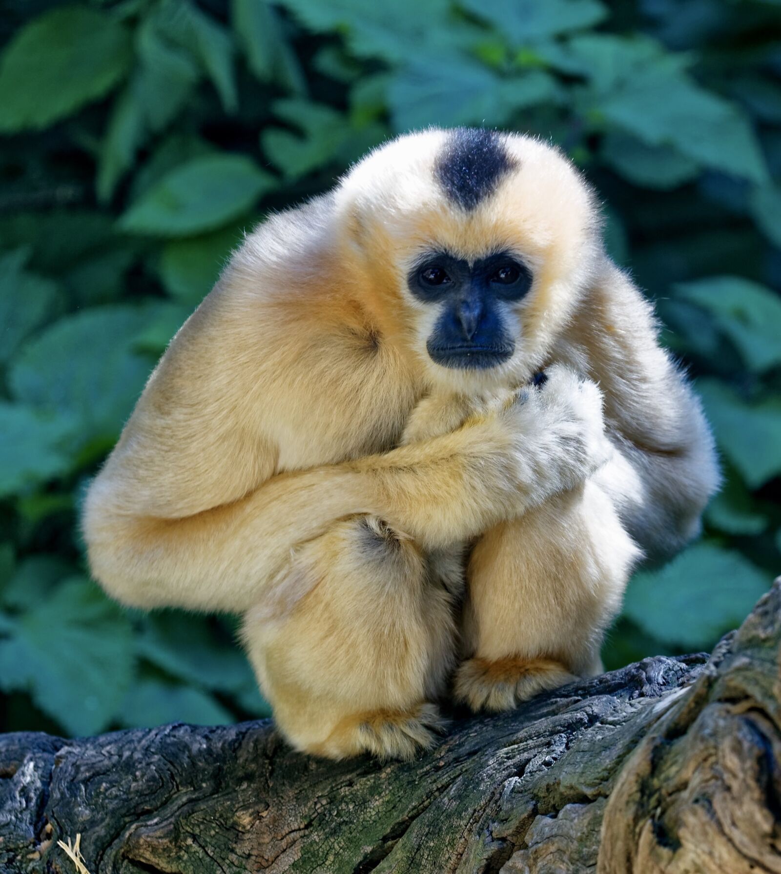 Canon EOS 5D Mark III sample photo. Monkey, crouching, staring photography