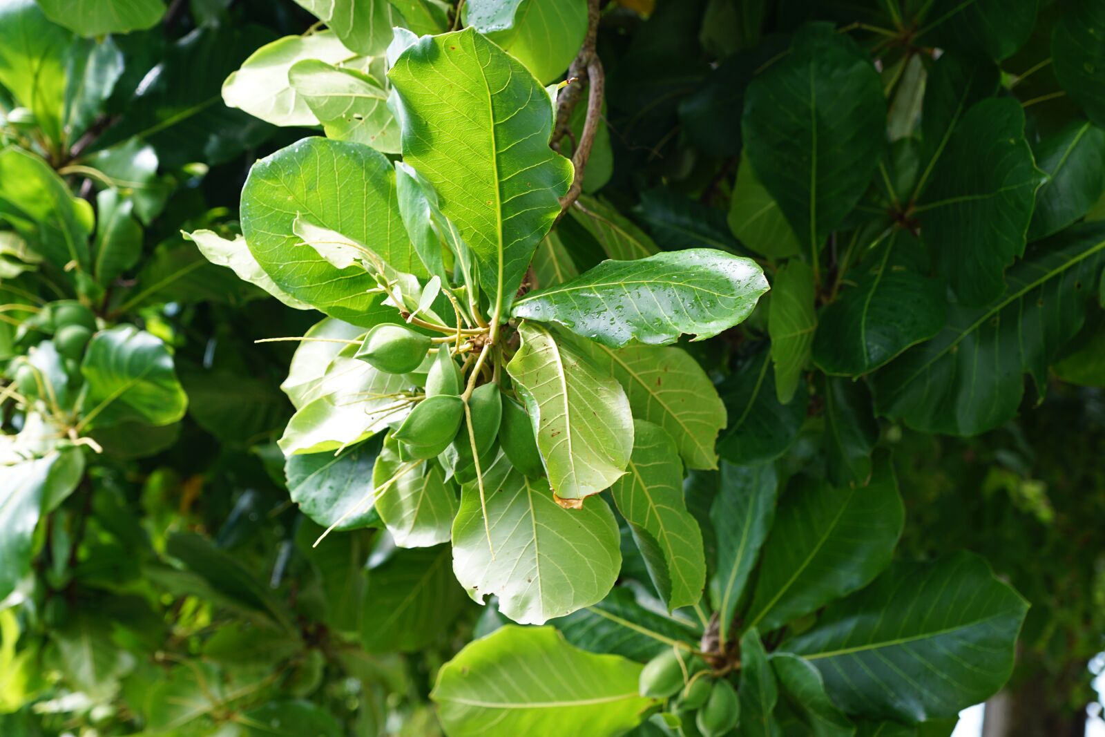 Sony DT 16-50mm F2.8 SSM sample photo. Catappa, seemandel, tree photography