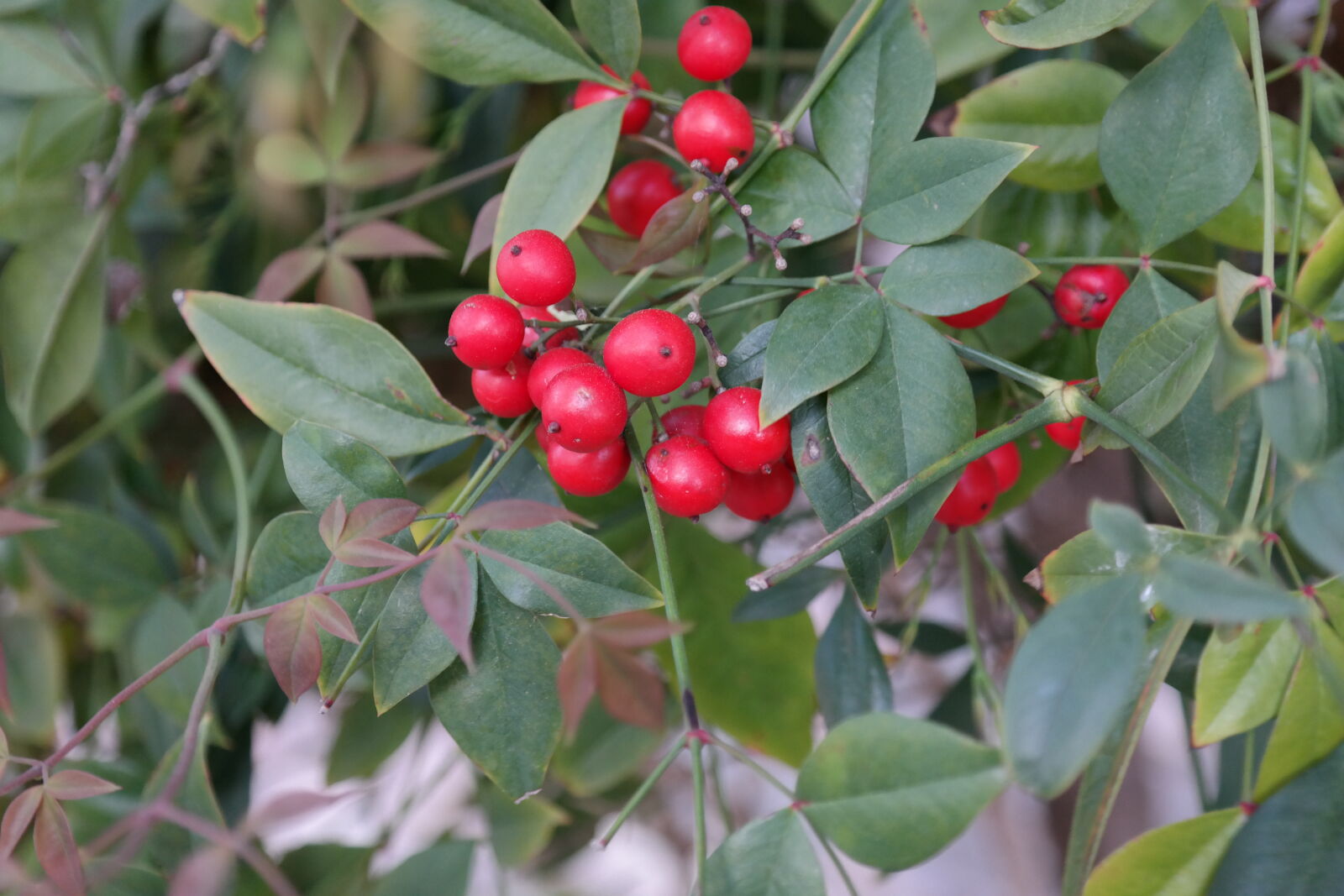 Samsung NX300 sample photo. Berries, nature, outdoors, plant photography