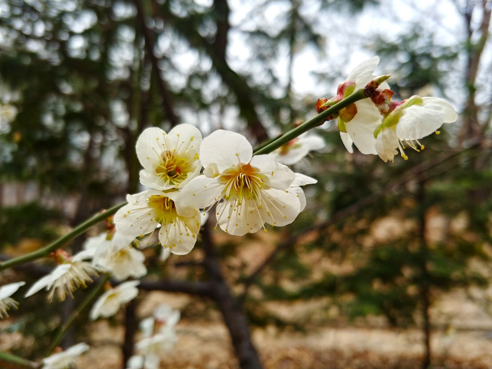 LG M-V300L sample photo. Cherry blossom, sakura, spring photography