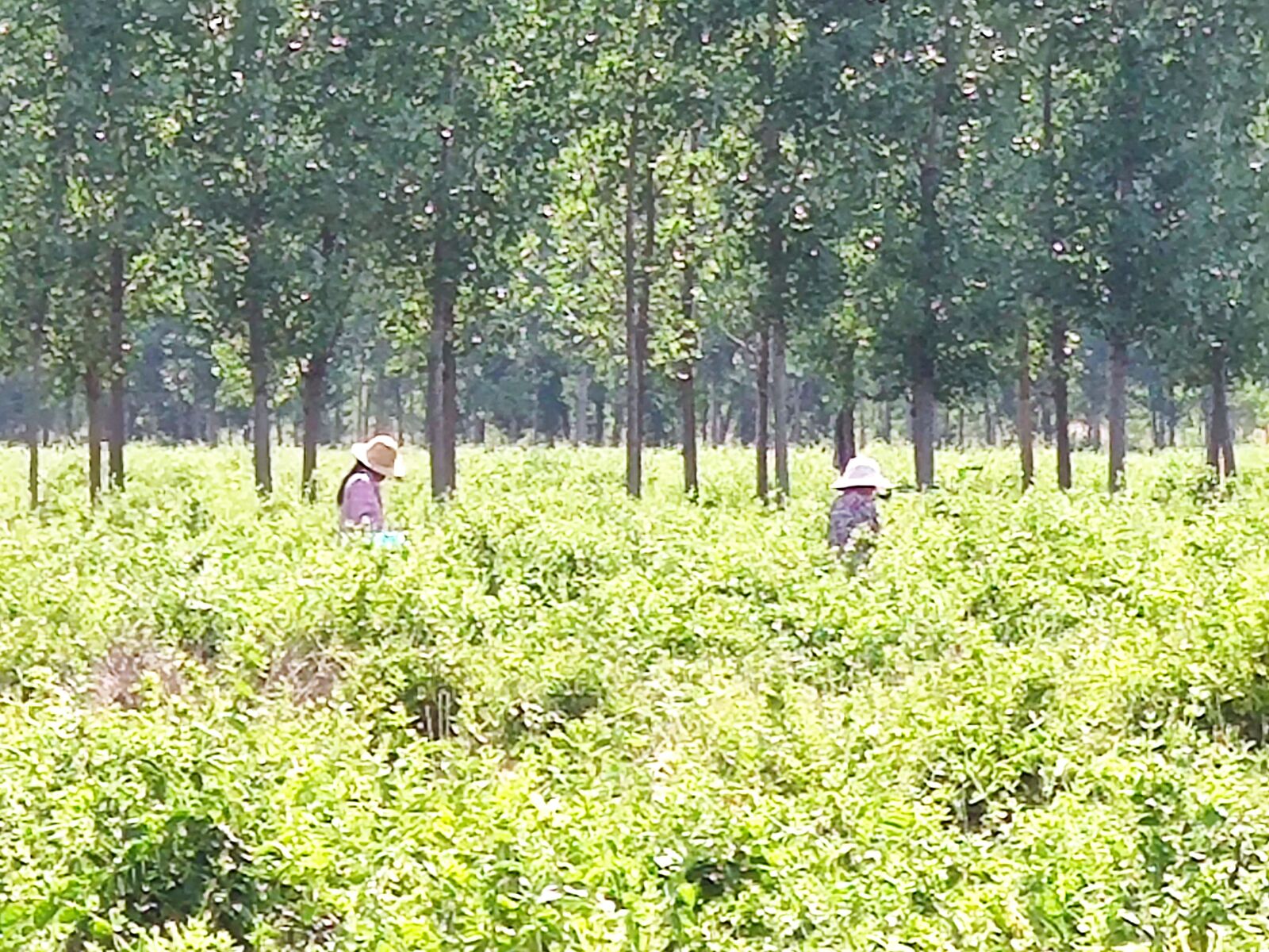 Xiaomi Redmi K20 Pro sample photo. Work, farmland, the scenery photography