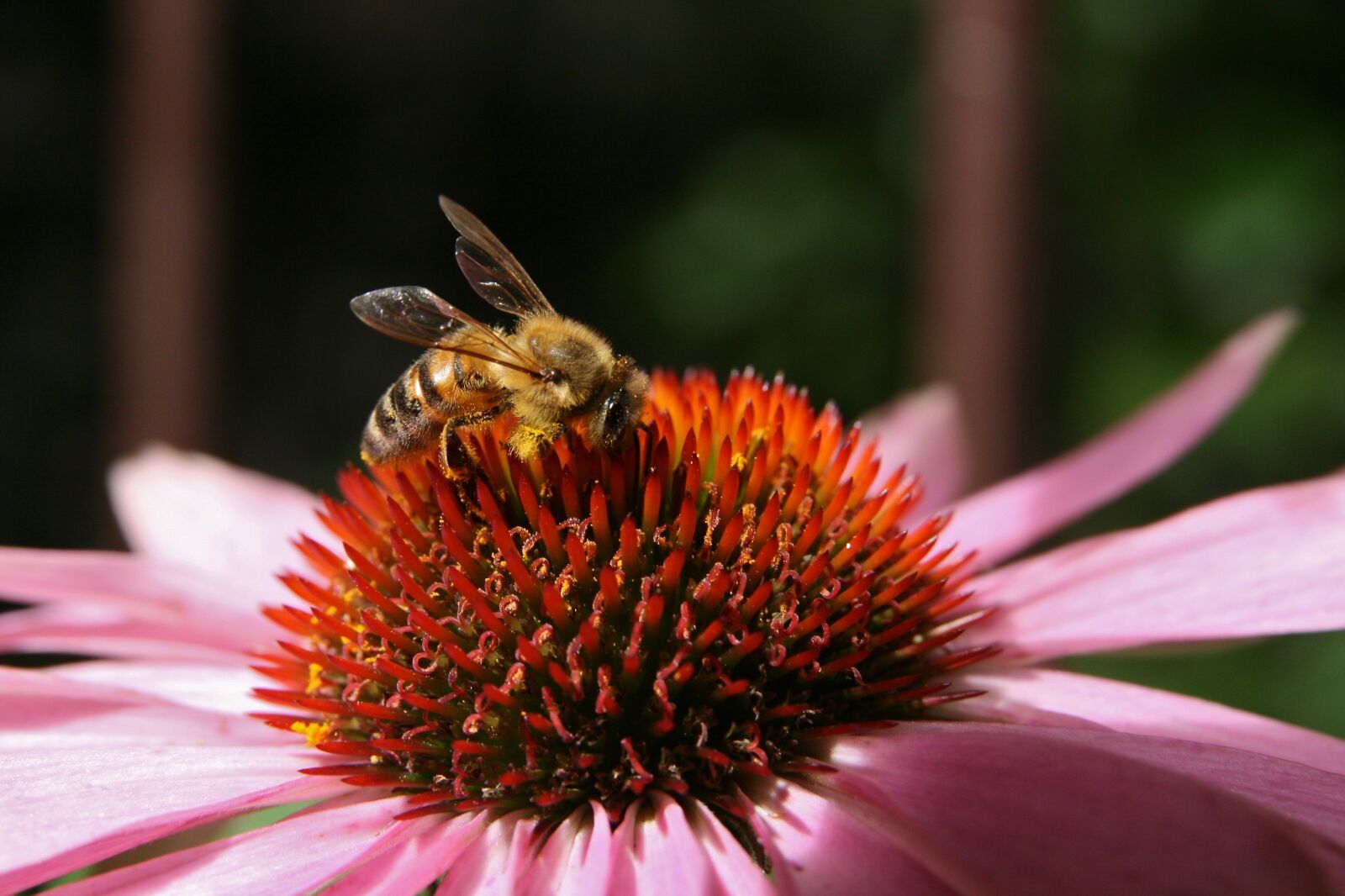 Canon EOS 400D (EOS Digital Rebel XTi / EOS Kiss Digital X) sample photo. Bee, bees, wing photography