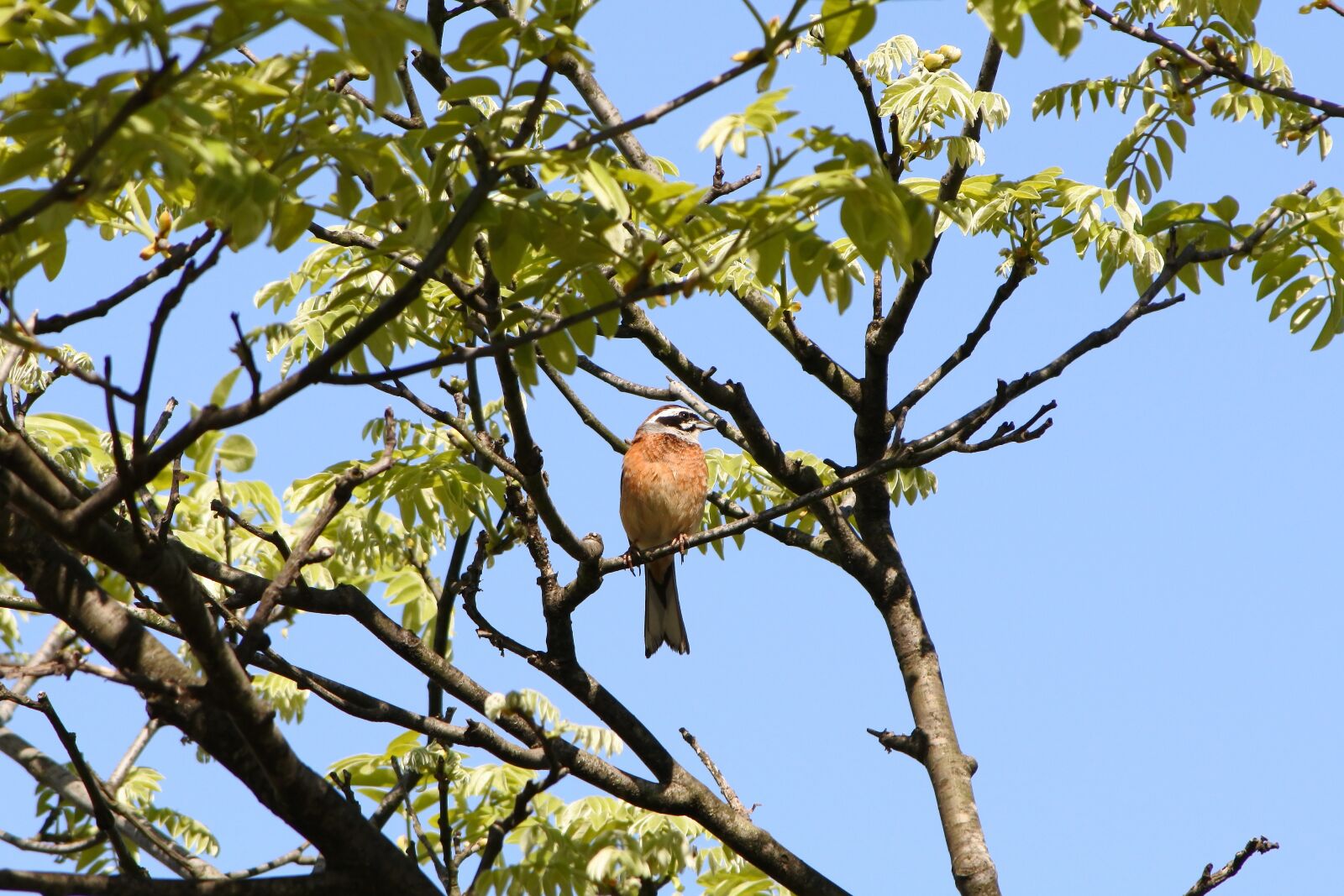 Nikon 1 J5 + VR 55-200mm f/4-5.6G sample photo. Animal, plant, wood photography