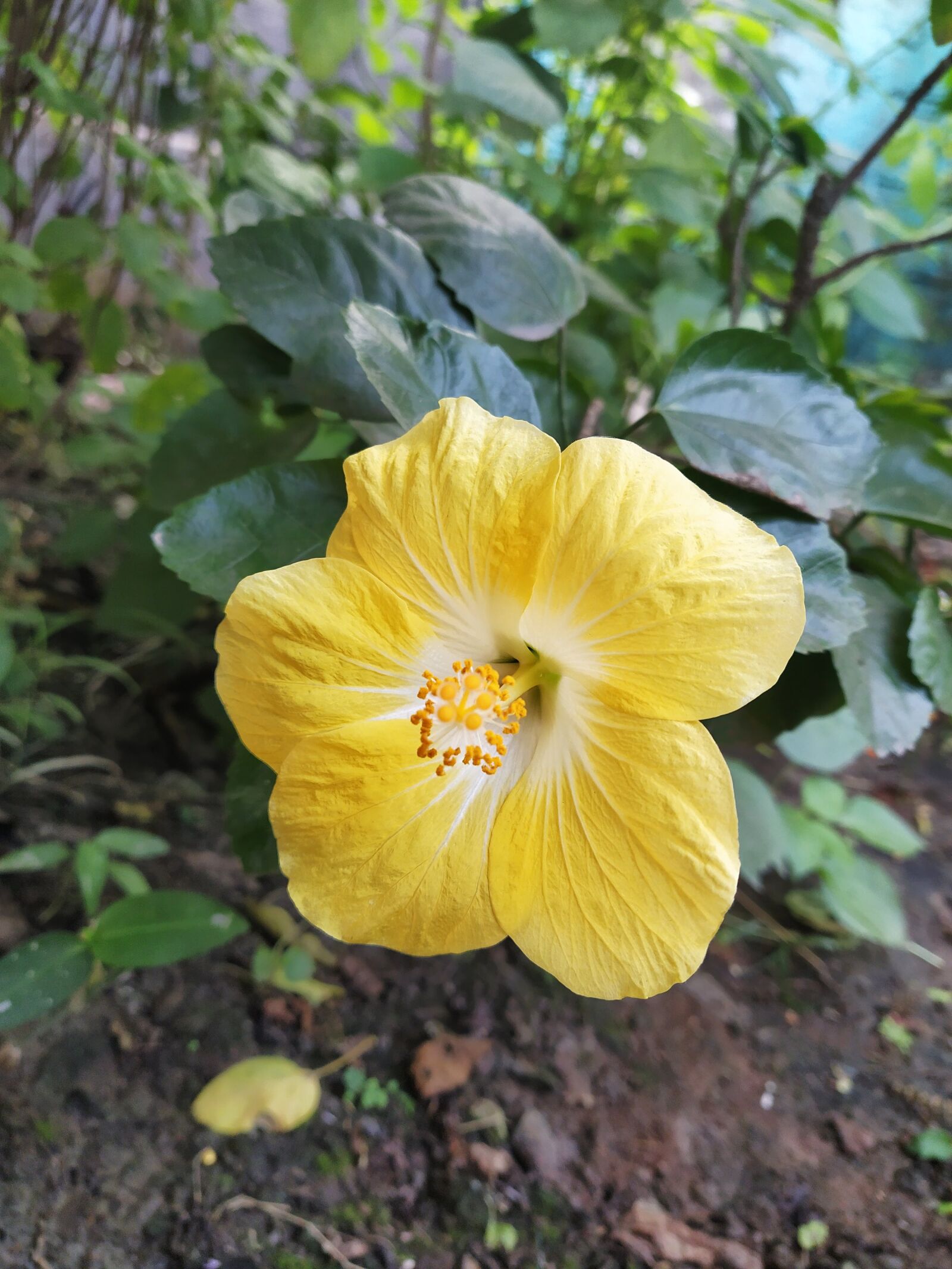 Xiaomi Mi A3 sample photo. Hibiscus, yellow, garden photography