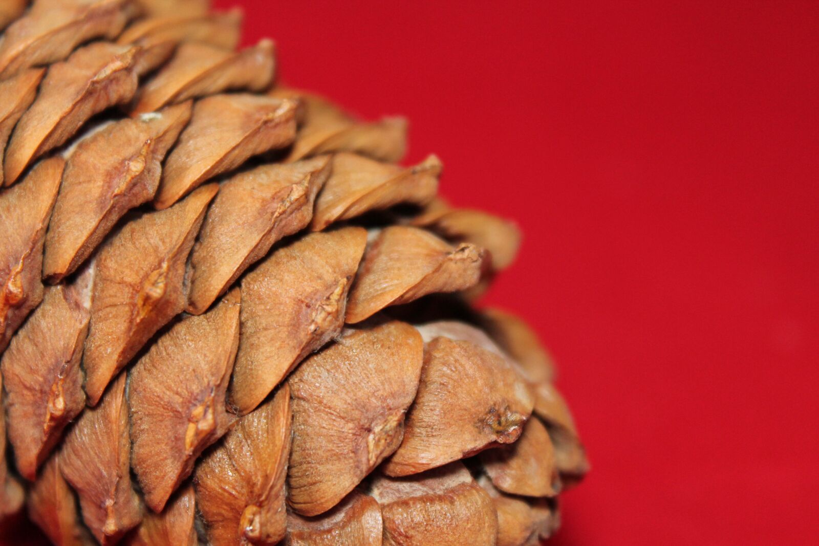Canon EOS 1100D (EOS Rebel T3 / EOS Kiss X50) sample photo. Pine cone, tree, nature photography