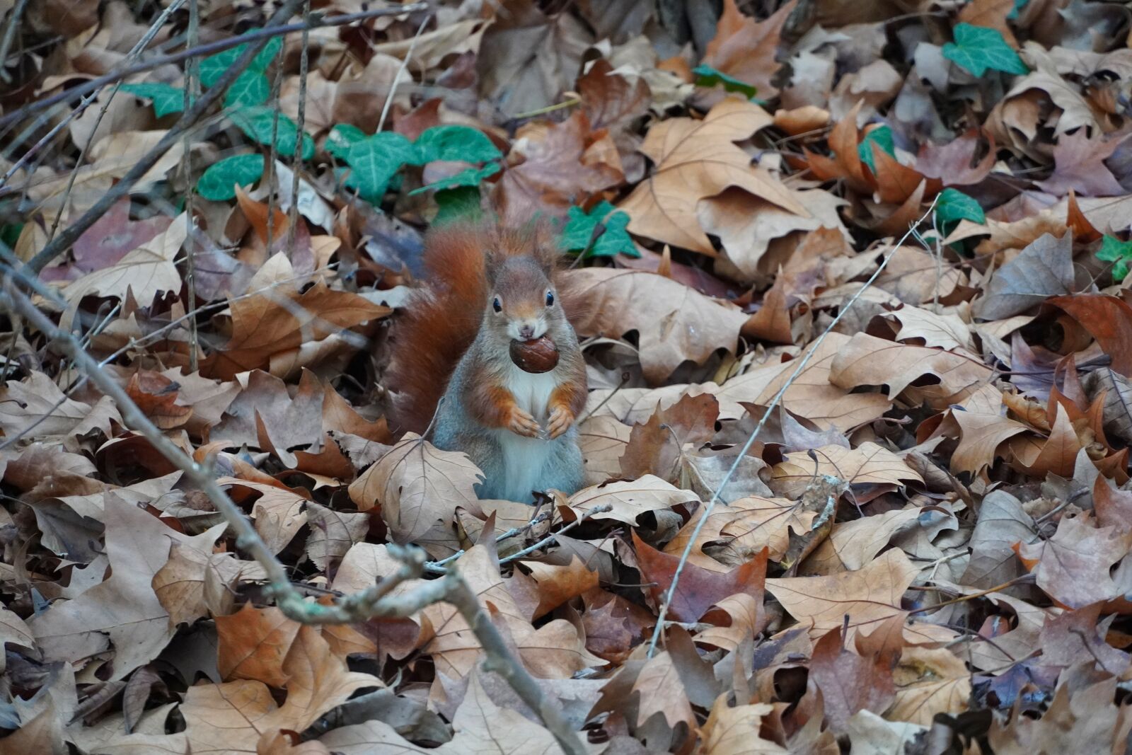 Sony a6400 sample photo. Squirrel, nut, park photography