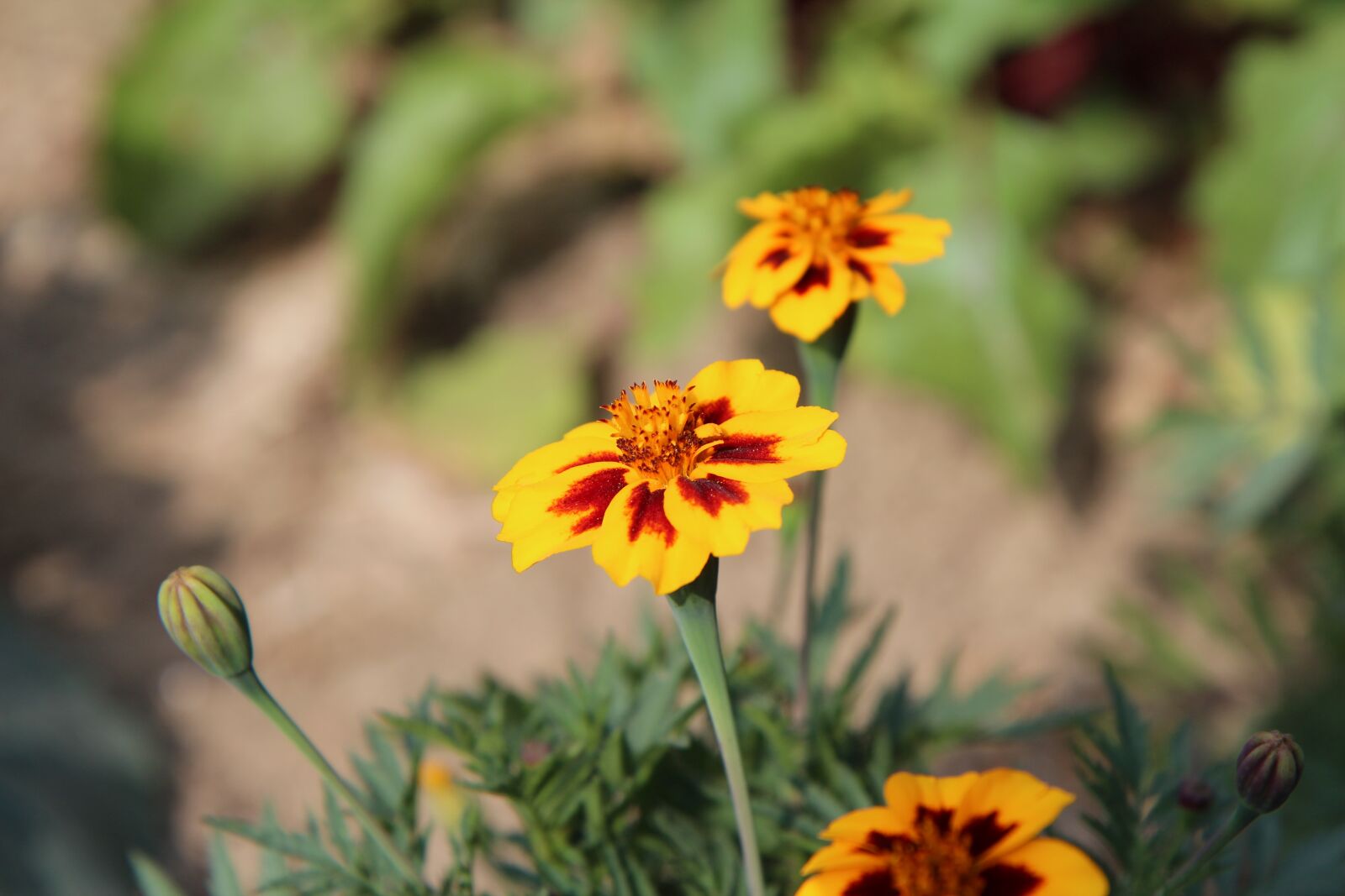 Canon EOS 600D (Rebel EOS T3i / EOS Kiss X5) sample photo. Carnation of india, tagetes photography
