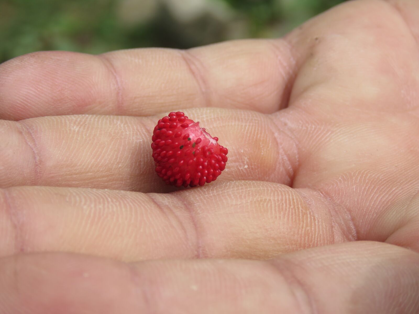 Canon PowerShot SX60 HS sample photo. Delicious, food, fruit photography
