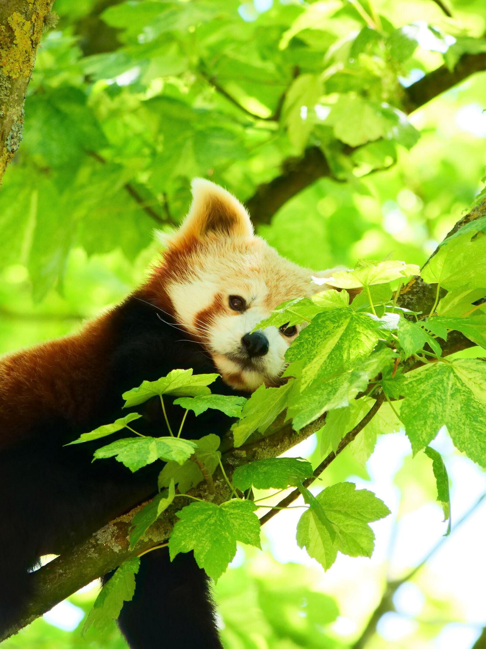 Panasonic Lumix DC-G9 sample photo. Red panda, panda, wildlife photography