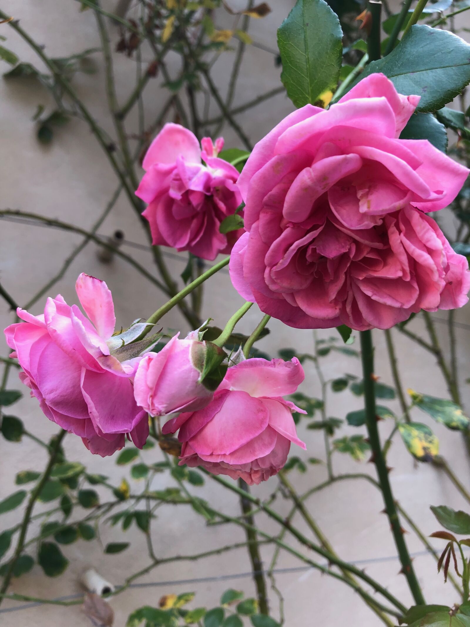 iPhone 8 Plus back dual camera 3.99mm f/1.8 sample photo. Roses, in, england photography