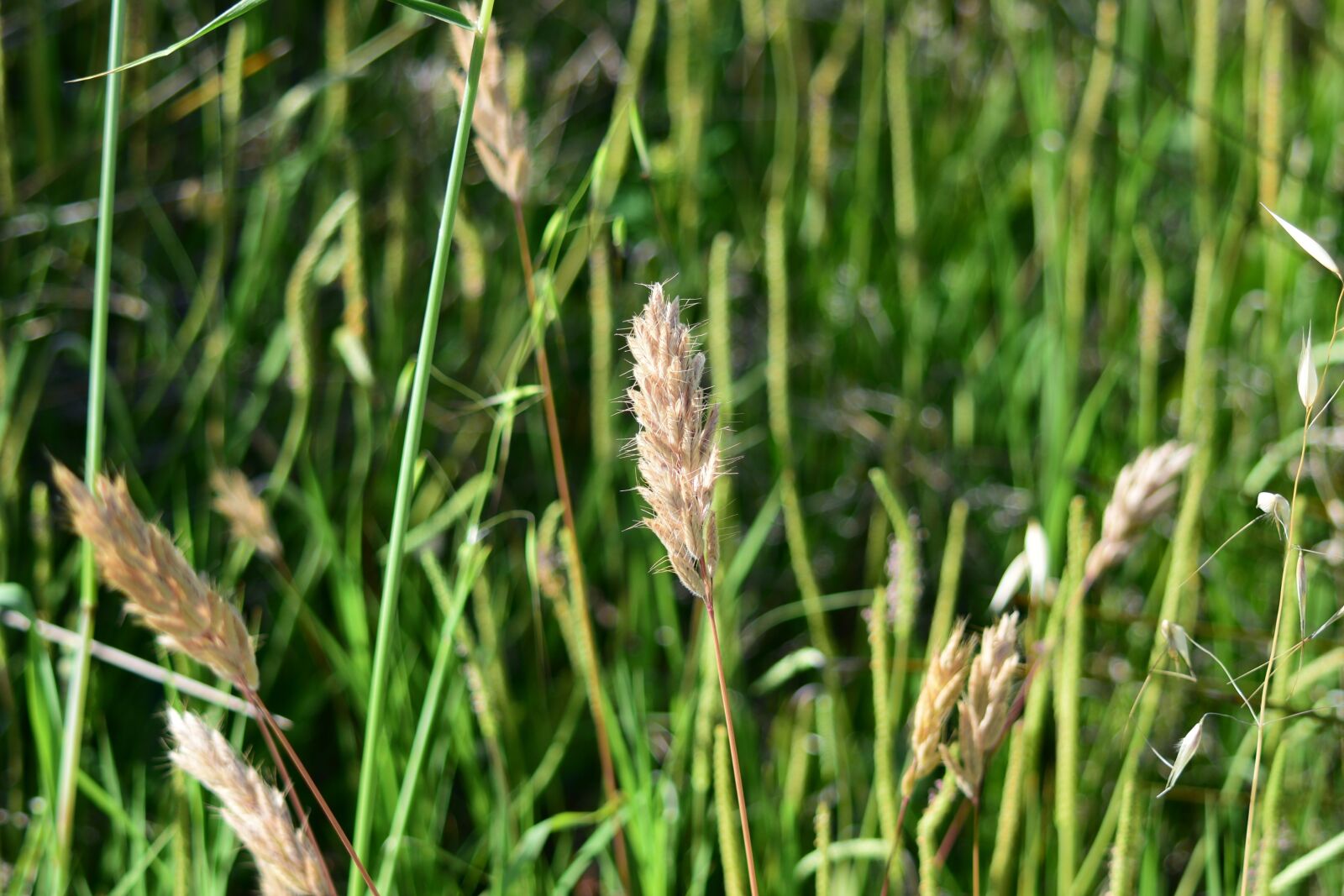 Nikon D3300 sample photo. Nature, landscape, green photography