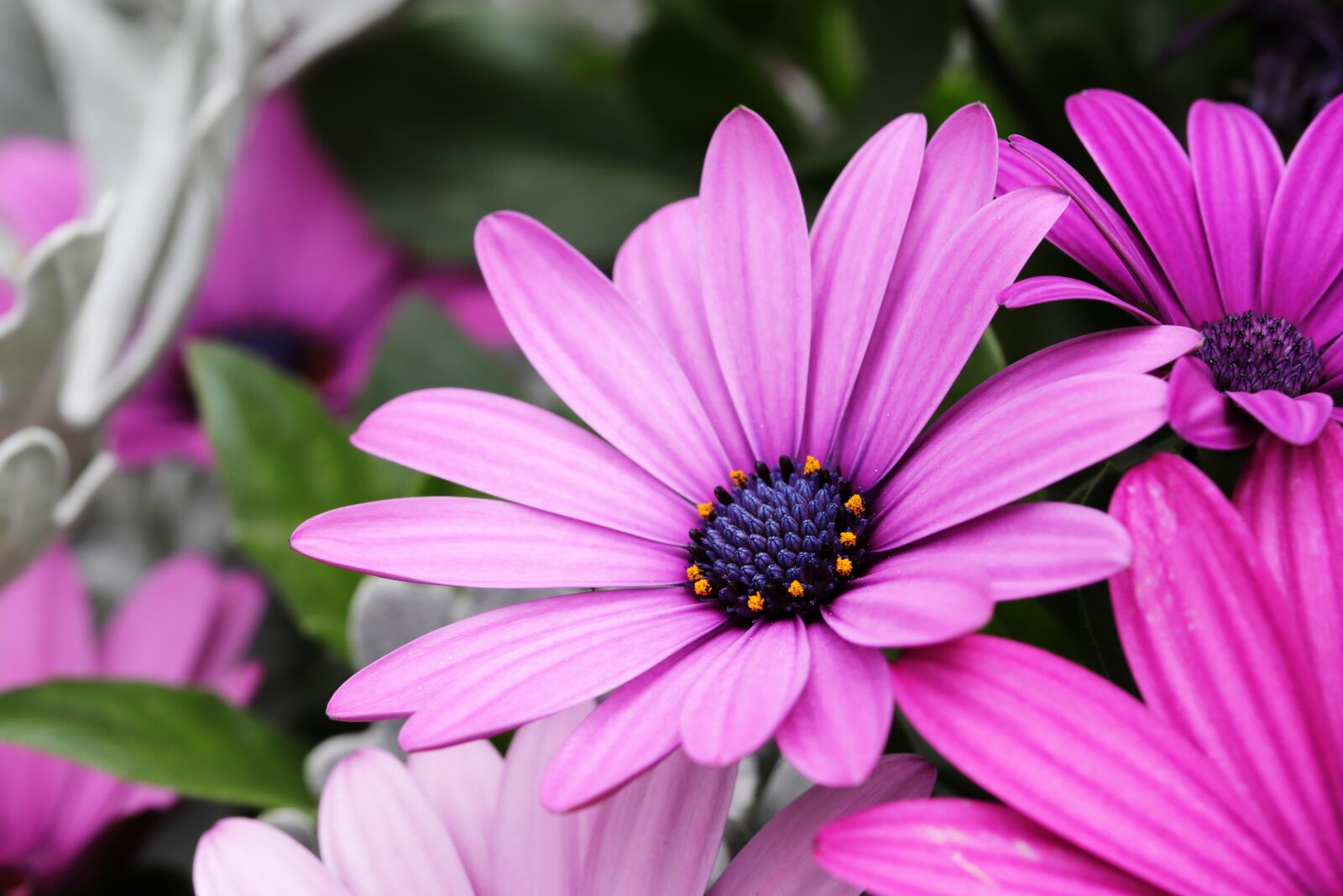 Canon EOS 6D Mark II sample photo. Flowers, garden, spring photography