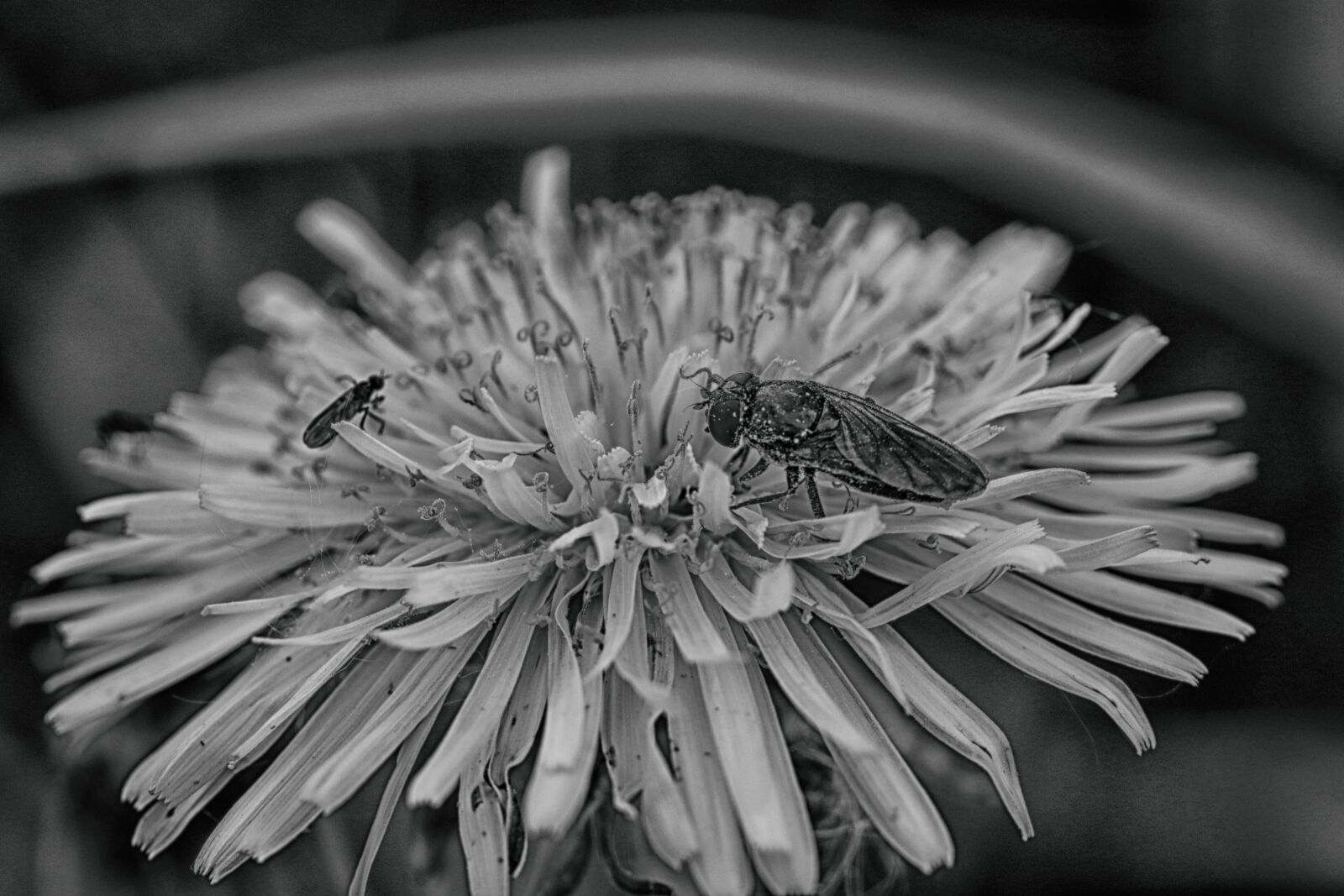 Canon EOS 7D Mark II sample photo. Bug, spring flower, dandelion photography