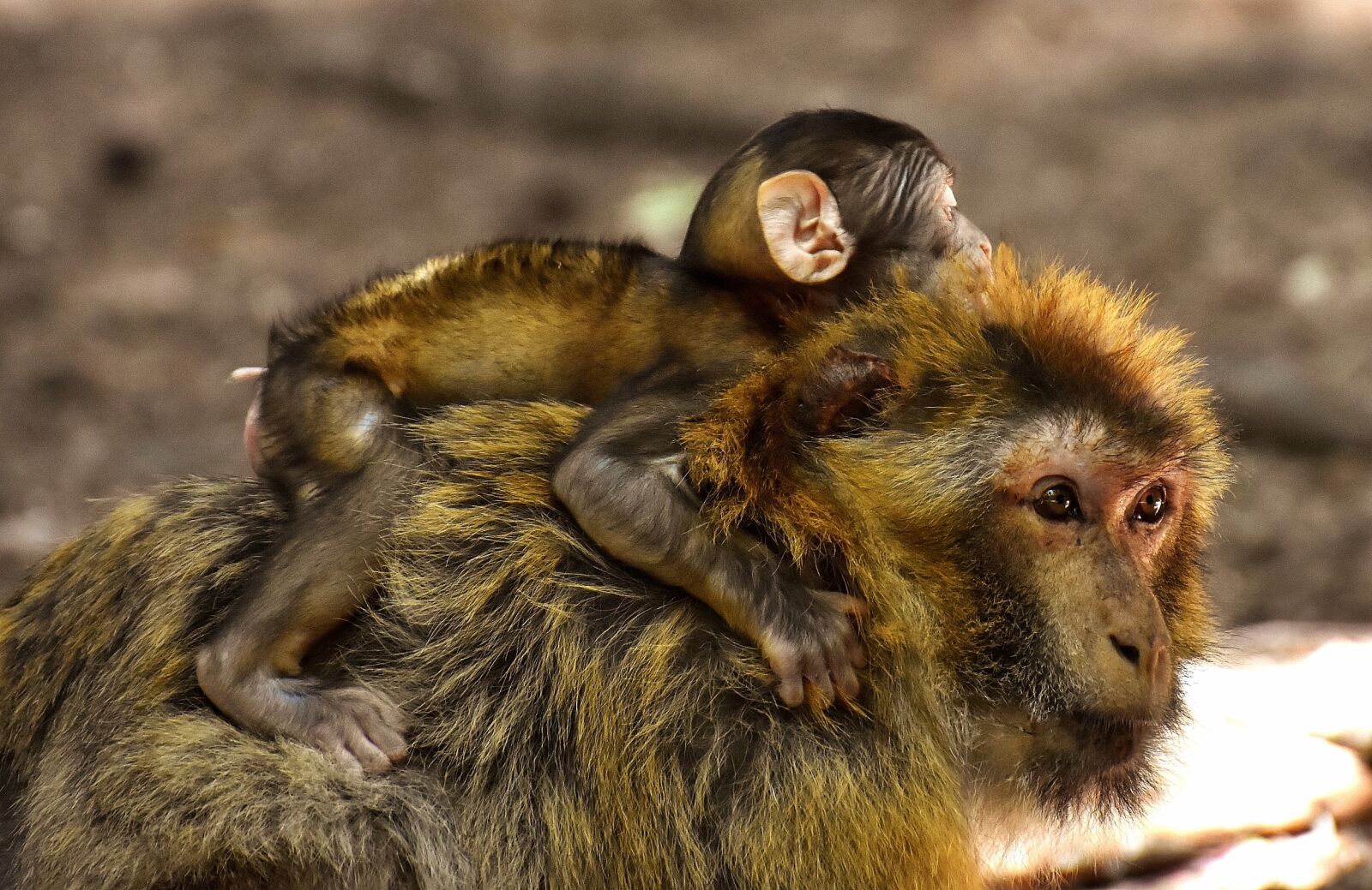 Nikon D7200 sample photo. Ape, baby monkey, mama photography