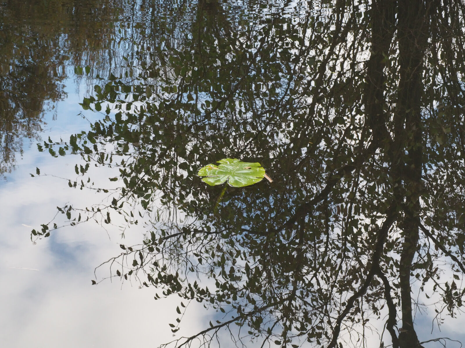 Olympus OM-D E-M5 II sample photo. Leaf, reflection, water photography
