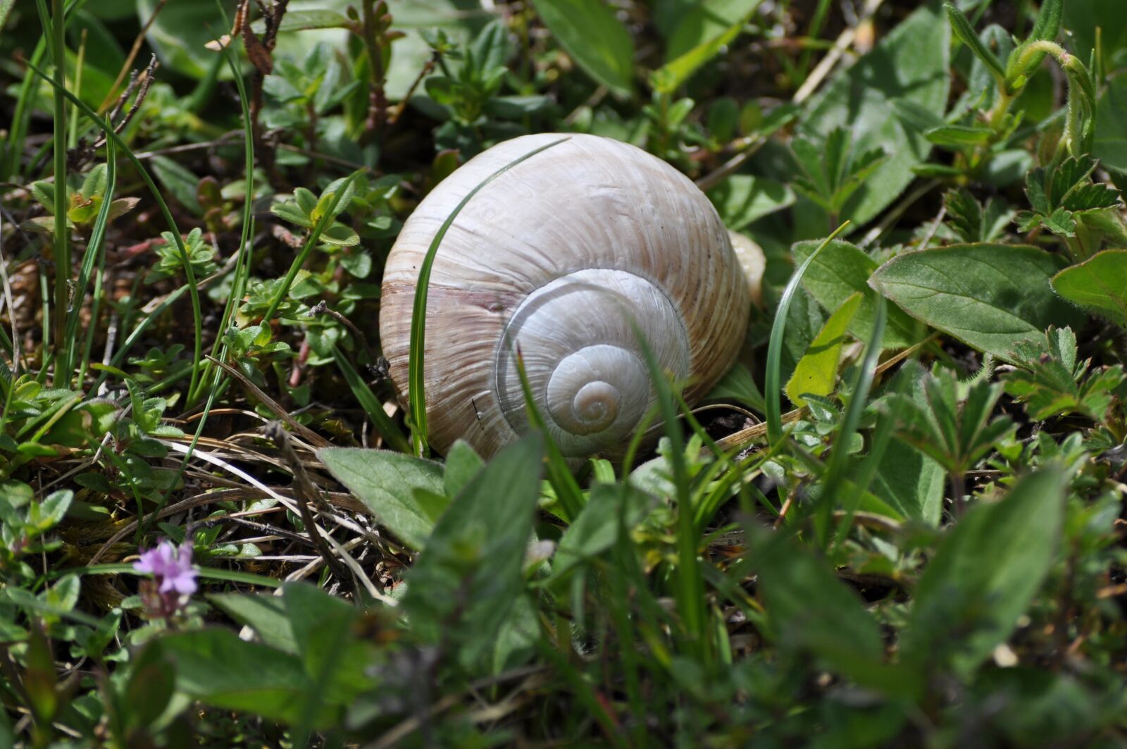 Nikon D5000 sample photo. Snail, meadow, shell photography