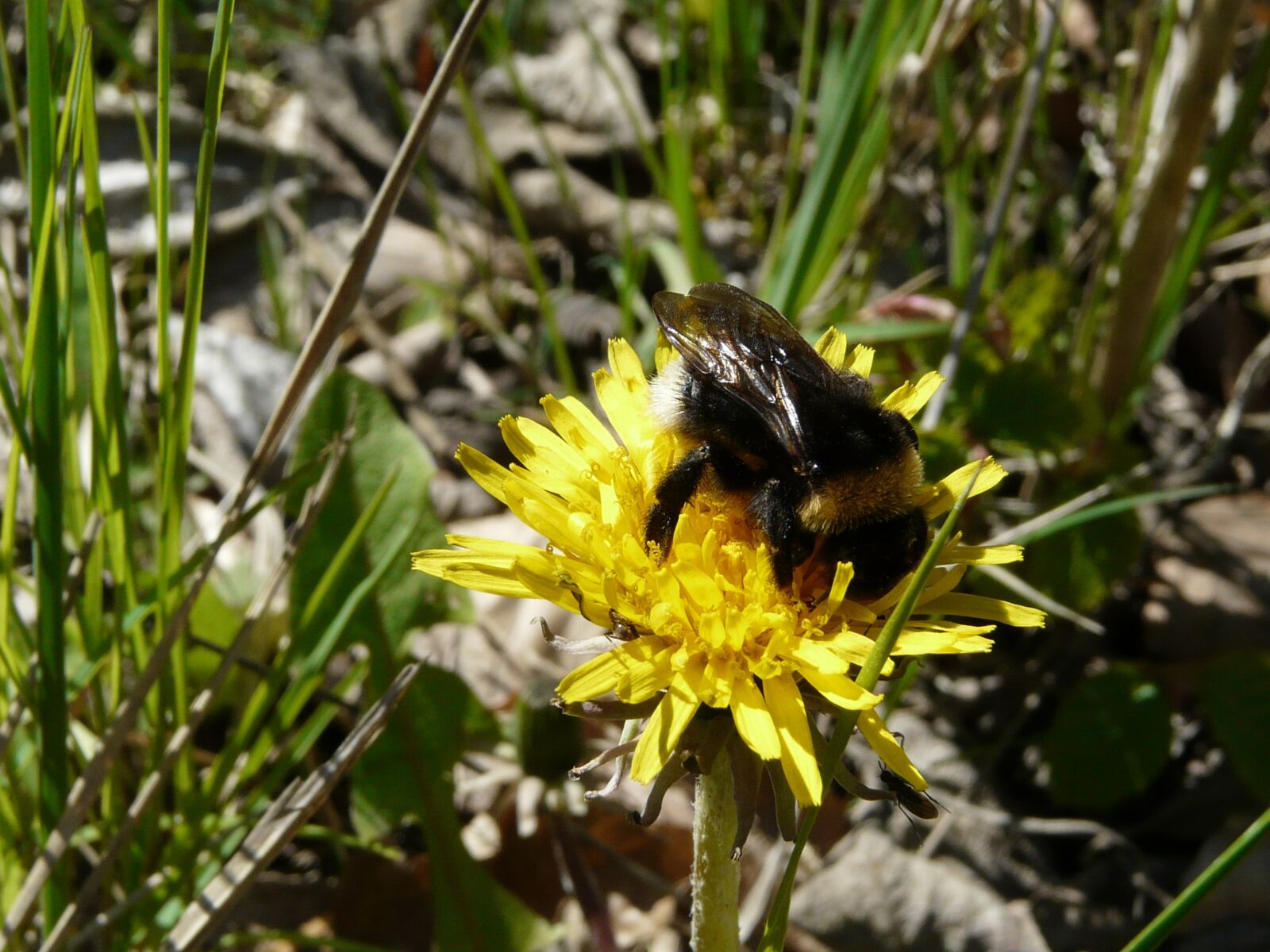 Panasonic DMC-FZ18 sample photo. Spring, dandelion, yellow photography
