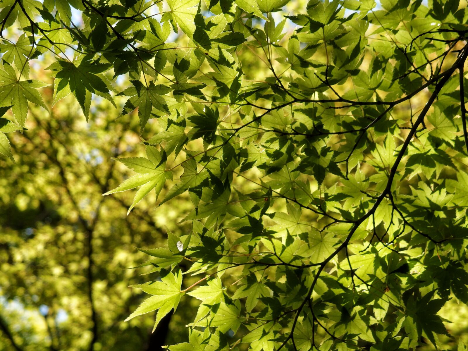 Olympus XZ-2 iHS sample photo. Leaf, maple, leaves photography