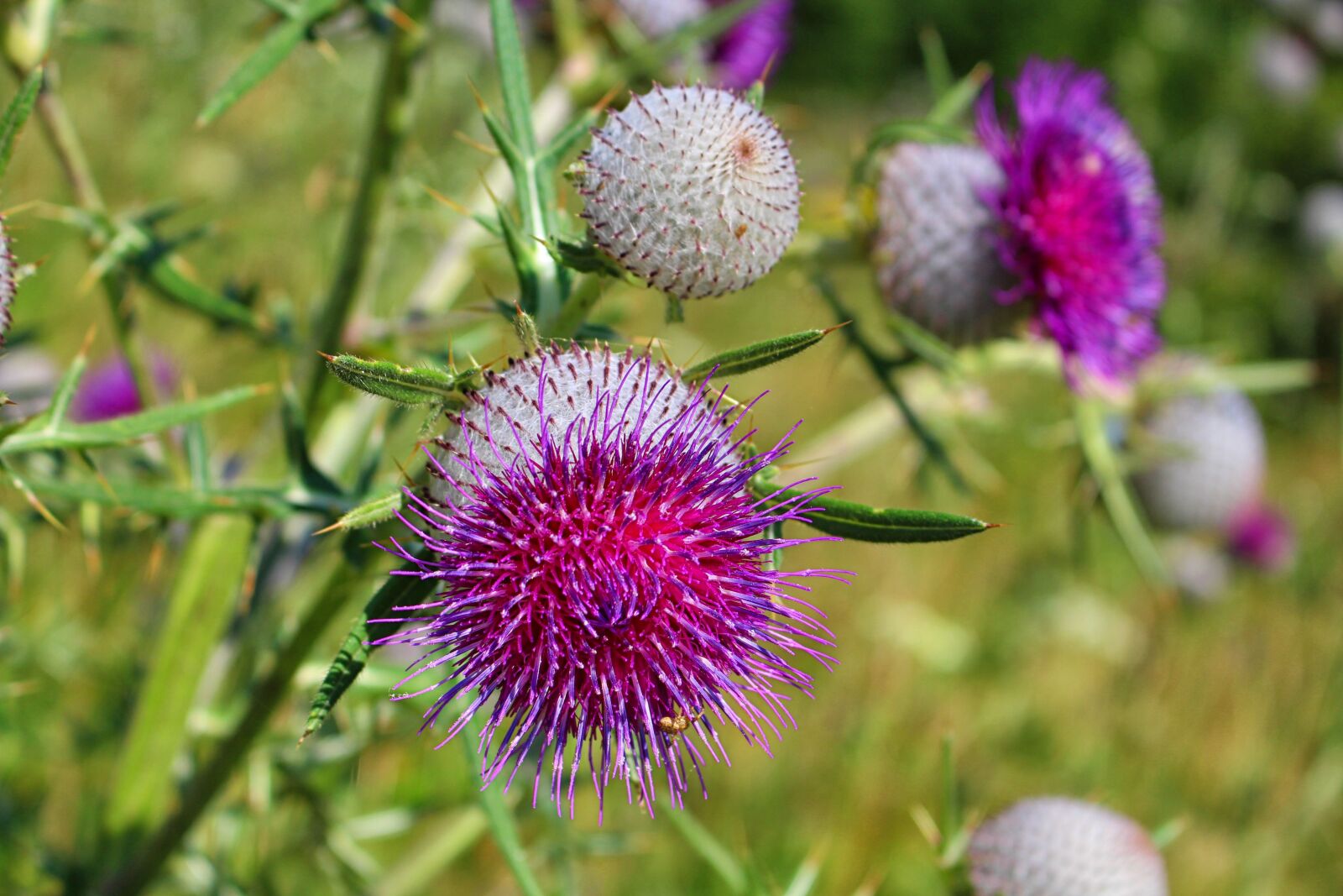 Canon EOS 700D (EOS Rebel T5i / EOS Kiss X7i) sample photo. Thistle, thistles, summer photography