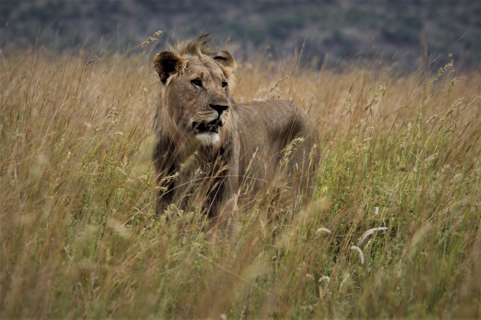 Canon EOS 60D sample photo. Male, lion, king photography
