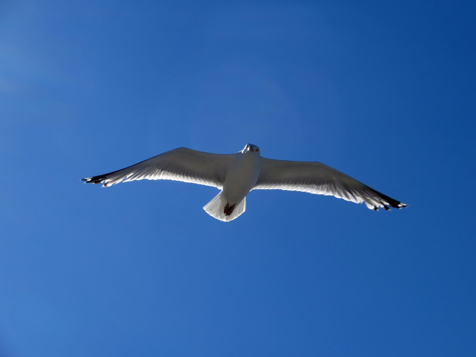Canon PowerShot SX240 HS sample photo. Seagull, gull, flying photography
