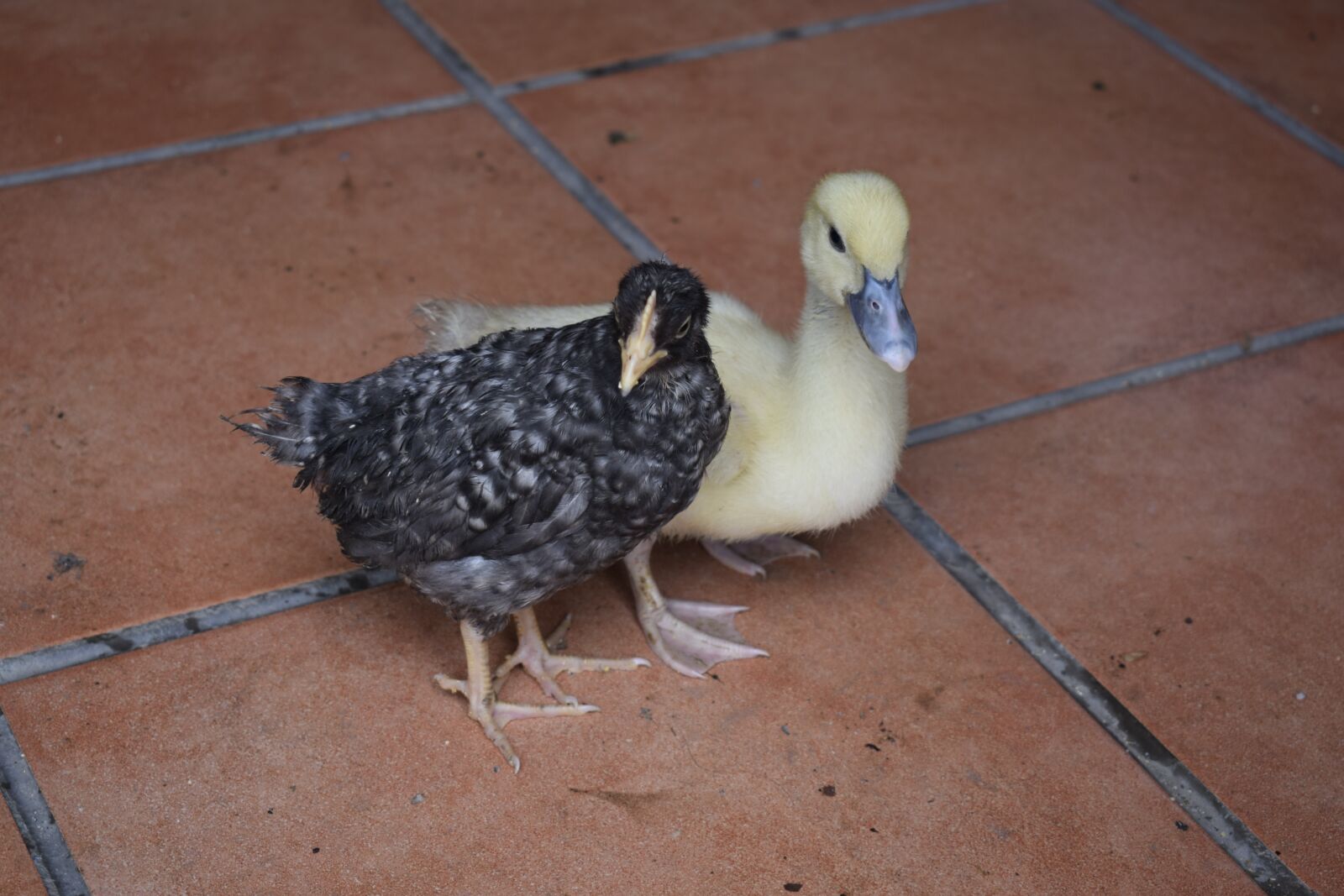 Nikon D3300 sample photo. Chick, duck, farm photography