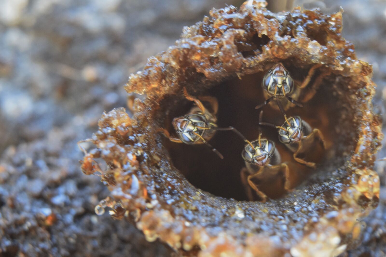Nikon D5300 sample photo. Bee, insect, honey photography