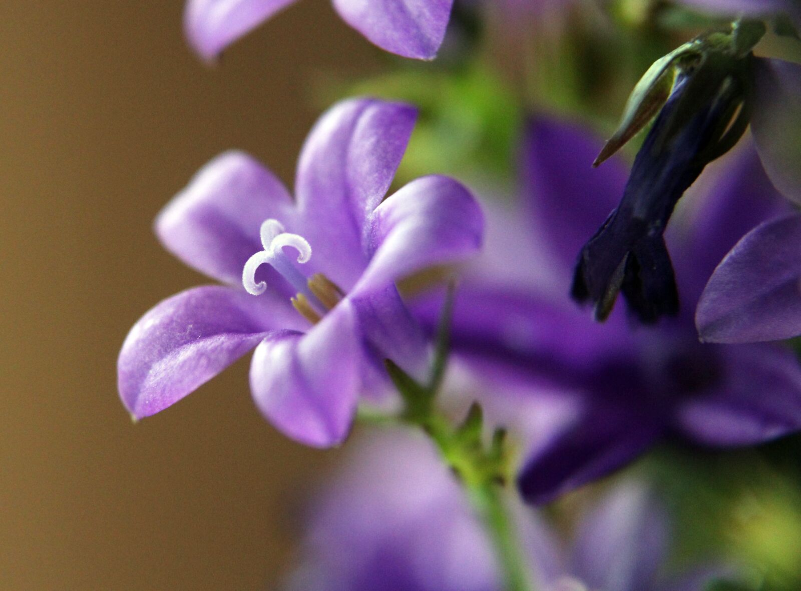 Canon EOS 1300D (EOS Rebel T6 / EOS Kiss X80) sample photo. Bellflower, plant, macro photography