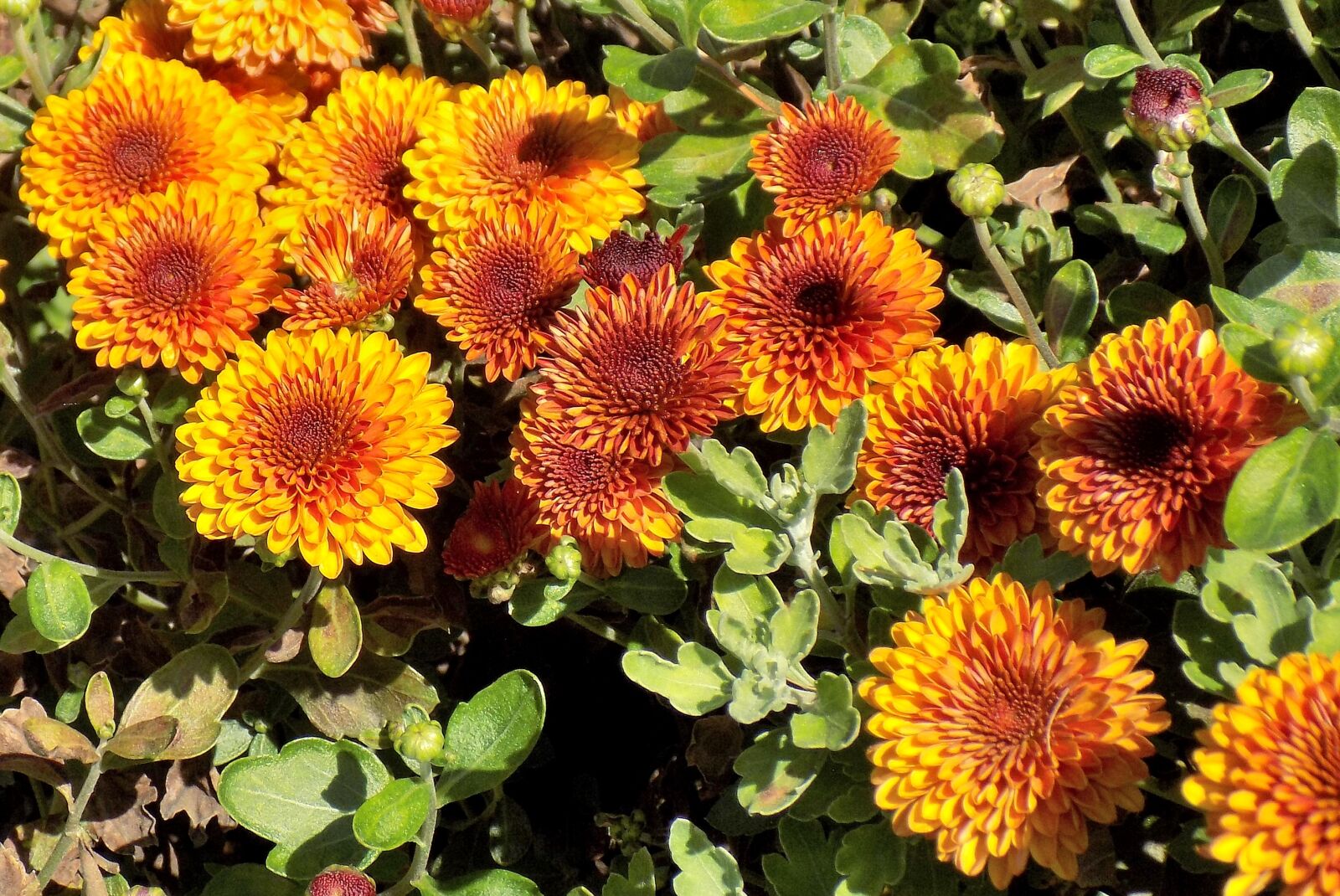 Nikon COOLPIX L330 sample photo. Chrysanthemum, flower, plant photography