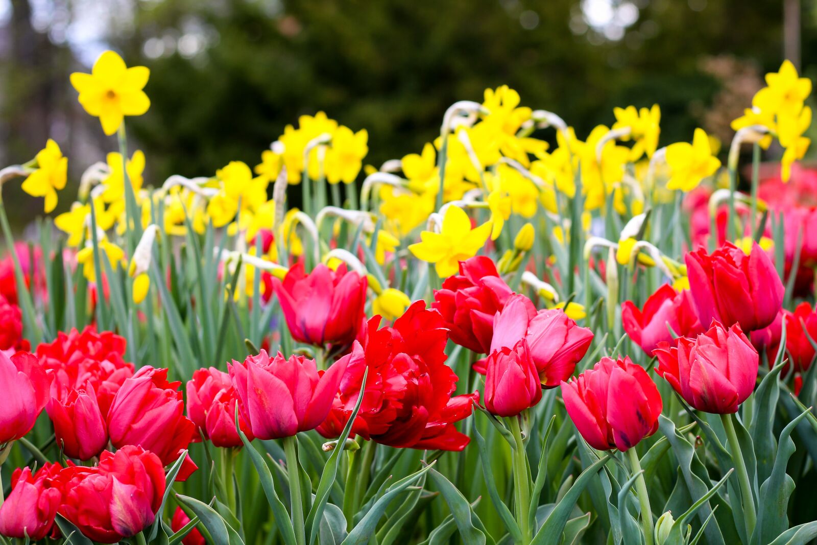 Canon EOS 700D (EOS Rebel T5i / EOS Kiss X7i) sample photo. Field of flowers, tulips photography