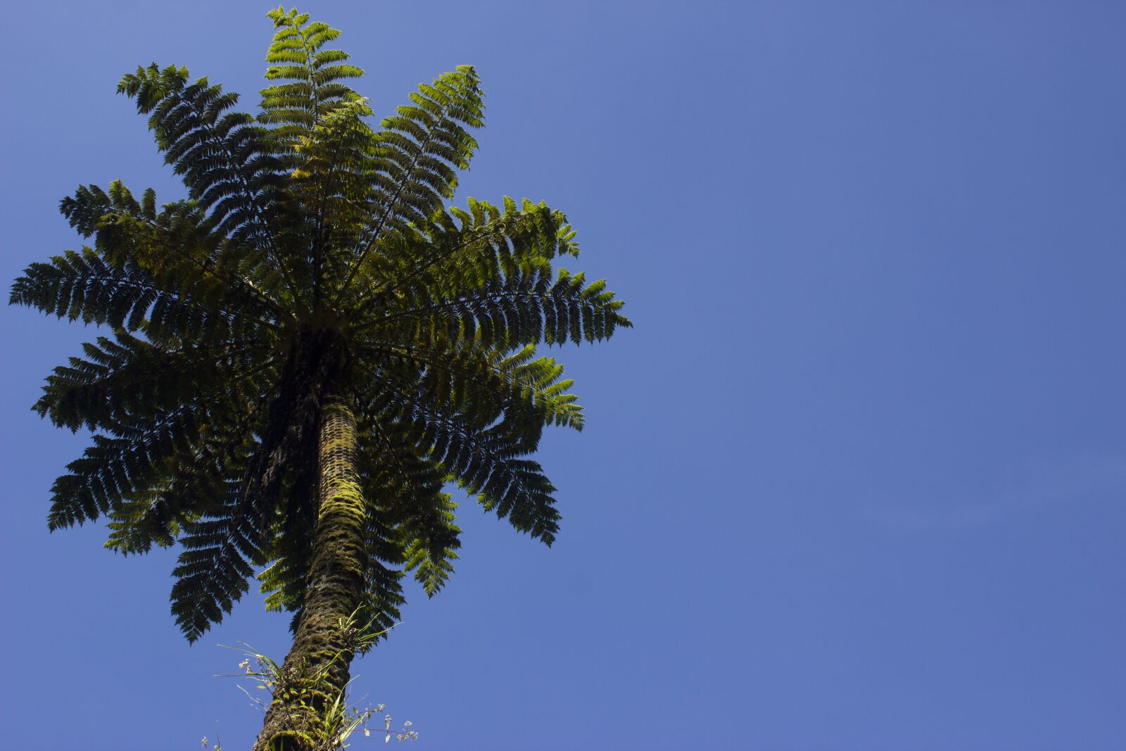 Canon EOS 600D (Rebel EOS T3i / EOS Kiss X5) sample photo. Plants, fern, the sky photography