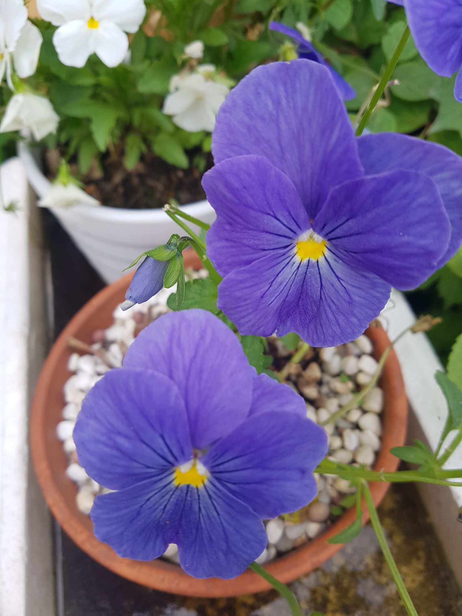 Samsung Galaxy S7 sample photo. Purple flower, flowers, purple photography