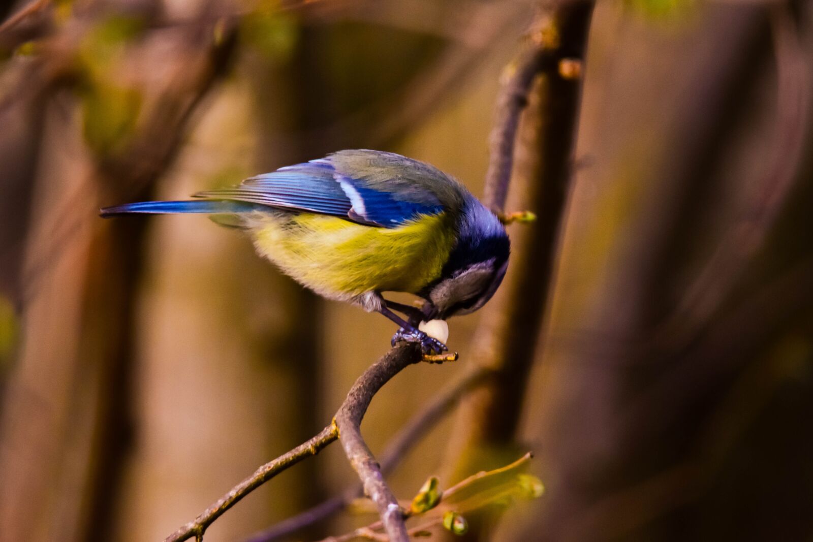 Tamron SP 150-600mm F5-6.3 Di VC USD sample photo. Bird, nature, tit photography